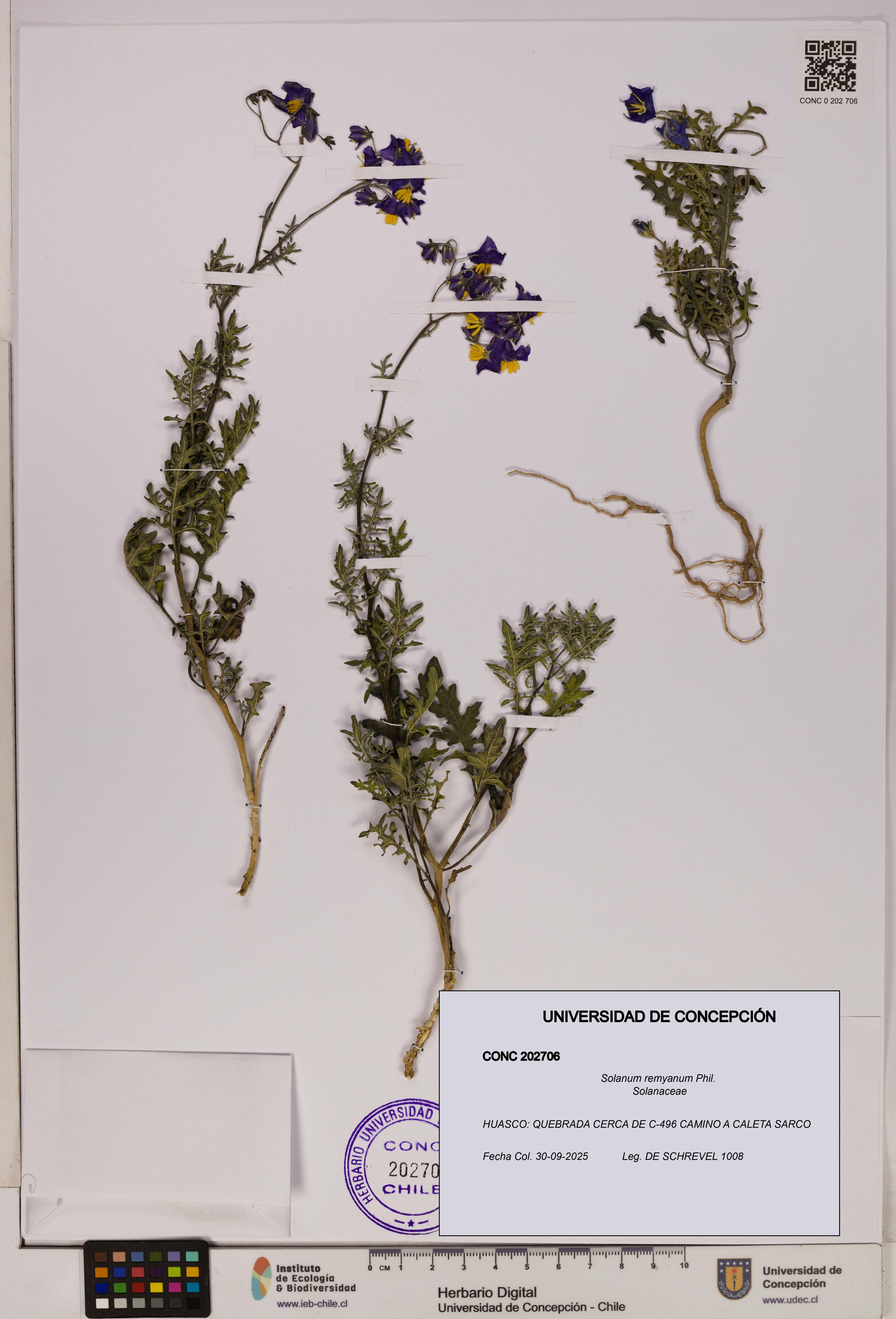 Solanum remyanum [Espécimen: UDEC:CONC:0202706]