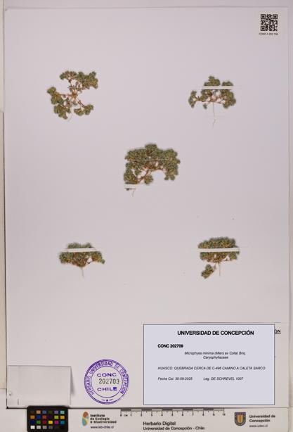 Microphyes minima [Espécimen: UDEC:CONC:0202709]