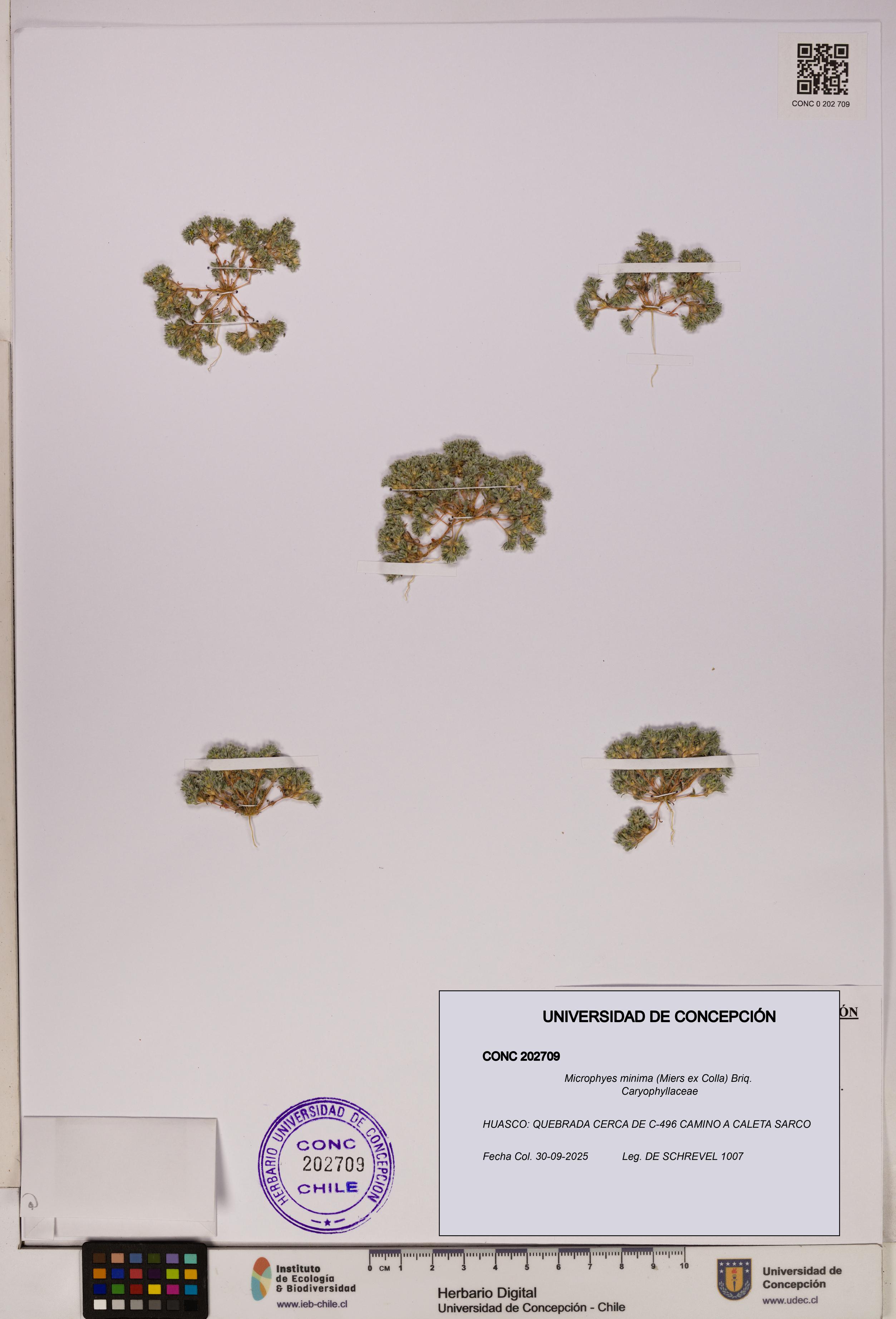 Microphyes minima [Espécimen: UDEC:CONC:0202709]