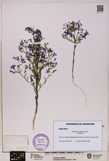 Schizanthus alpestris [Espécimen: UDEC:CONC:0202711]