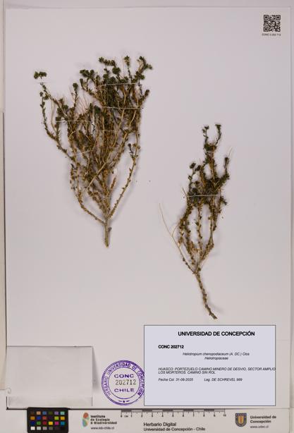 Heliotropium chenopodiaceum [Espécimen: UDEC:CONC:0202712]