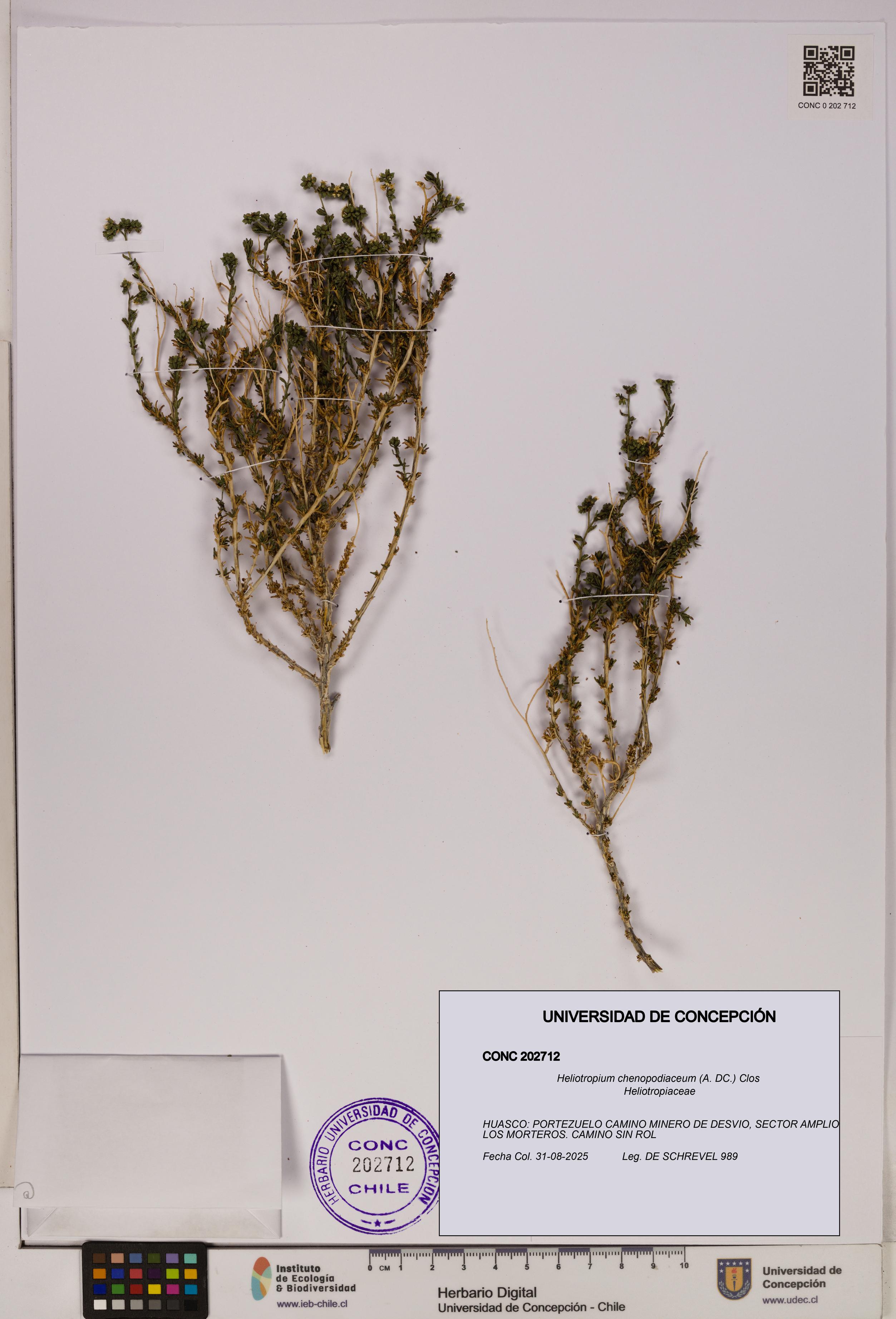 Heliotropium chenopodiaceum [Espécimen: UDEC:CONC:0202712]