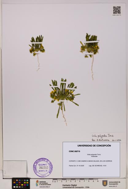 Viola polypoda [Espécimen: UDEC:CONC:0202713]