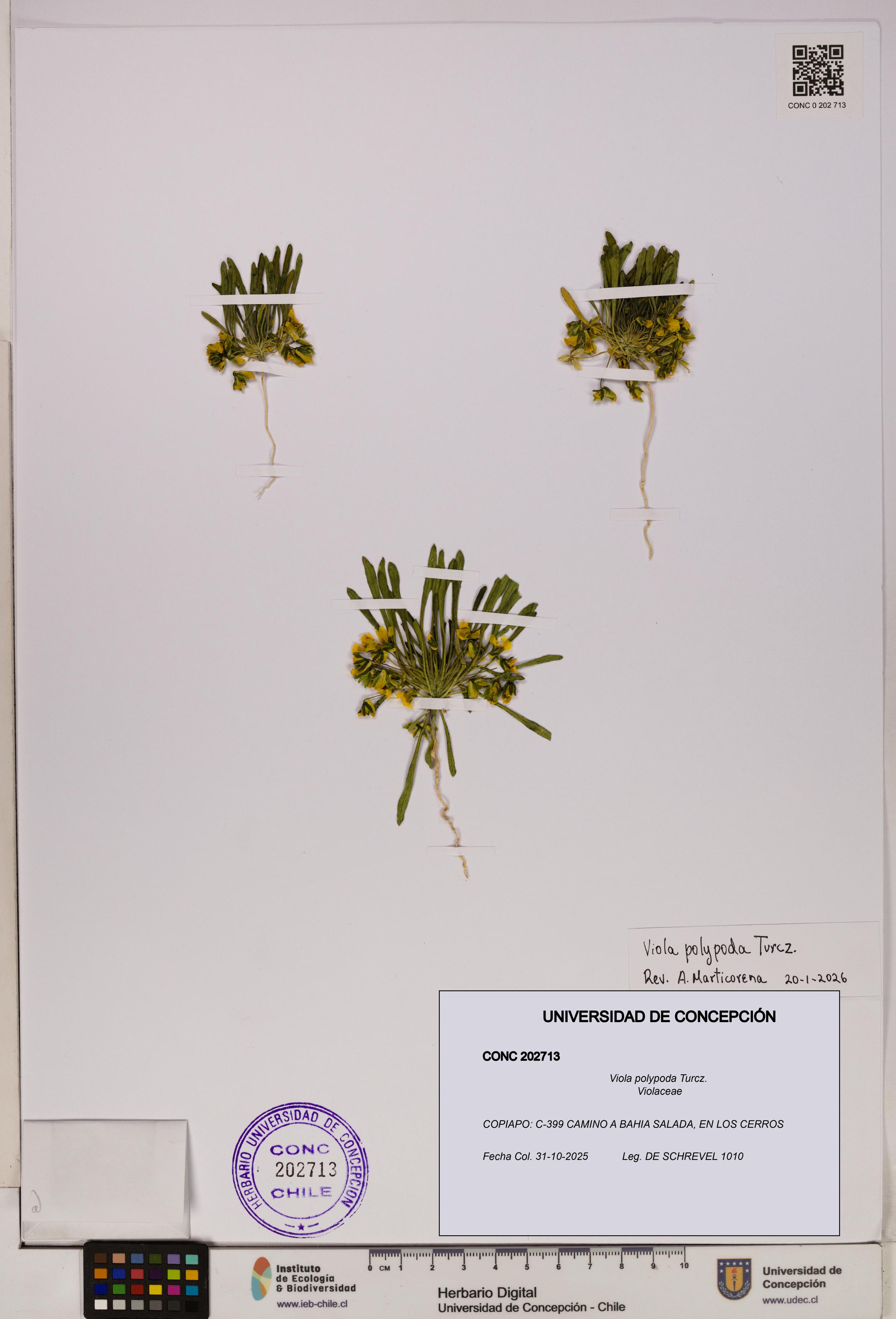 Viola polypoda [Espécimen: UDEC:CONC:0202713]