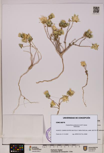 Chaetanthera pubescens [Espécimen: UDEC:CONC:0202715]