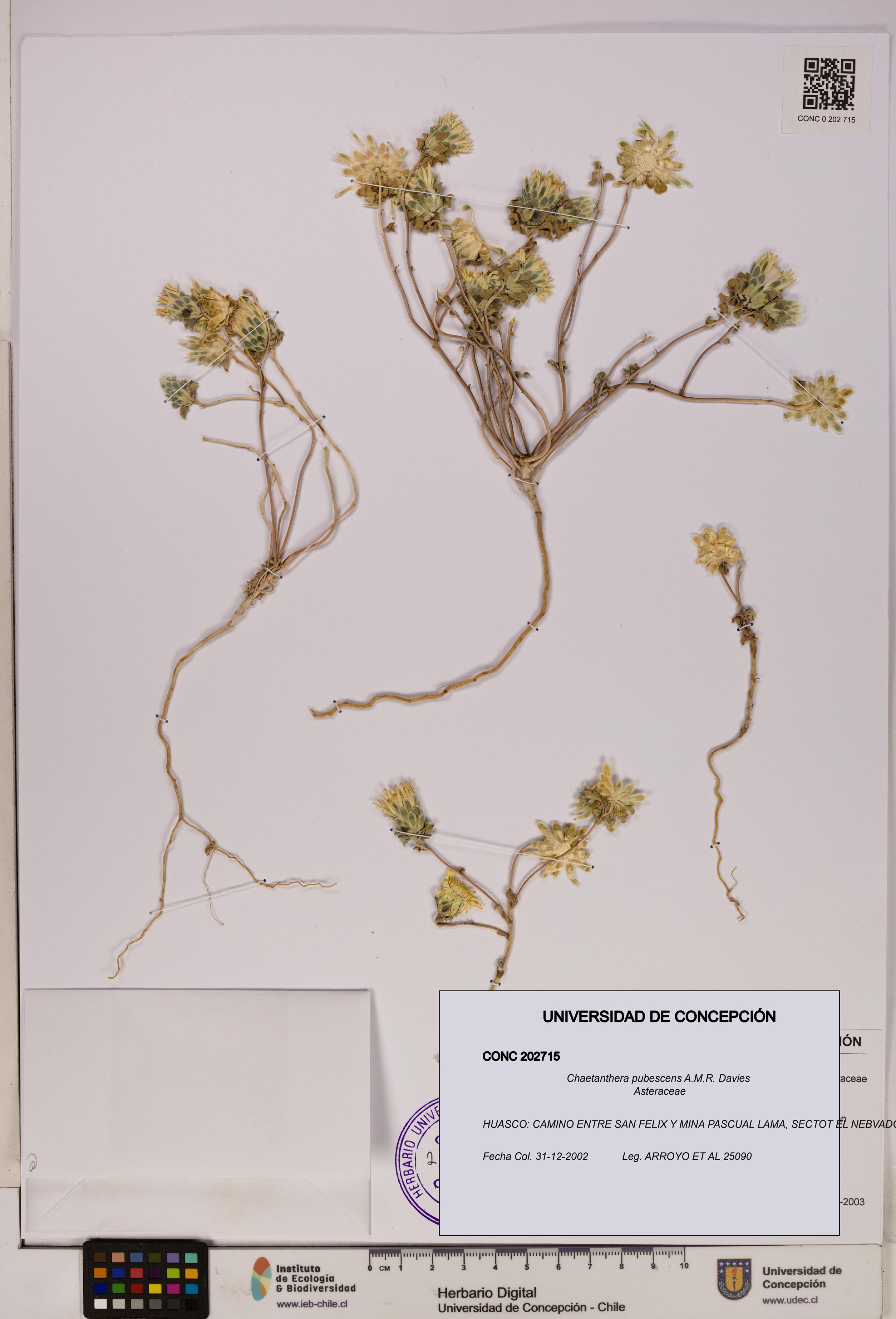 Chaetanthera pubescens [Espécimen: UDEC:CONC:0202715]