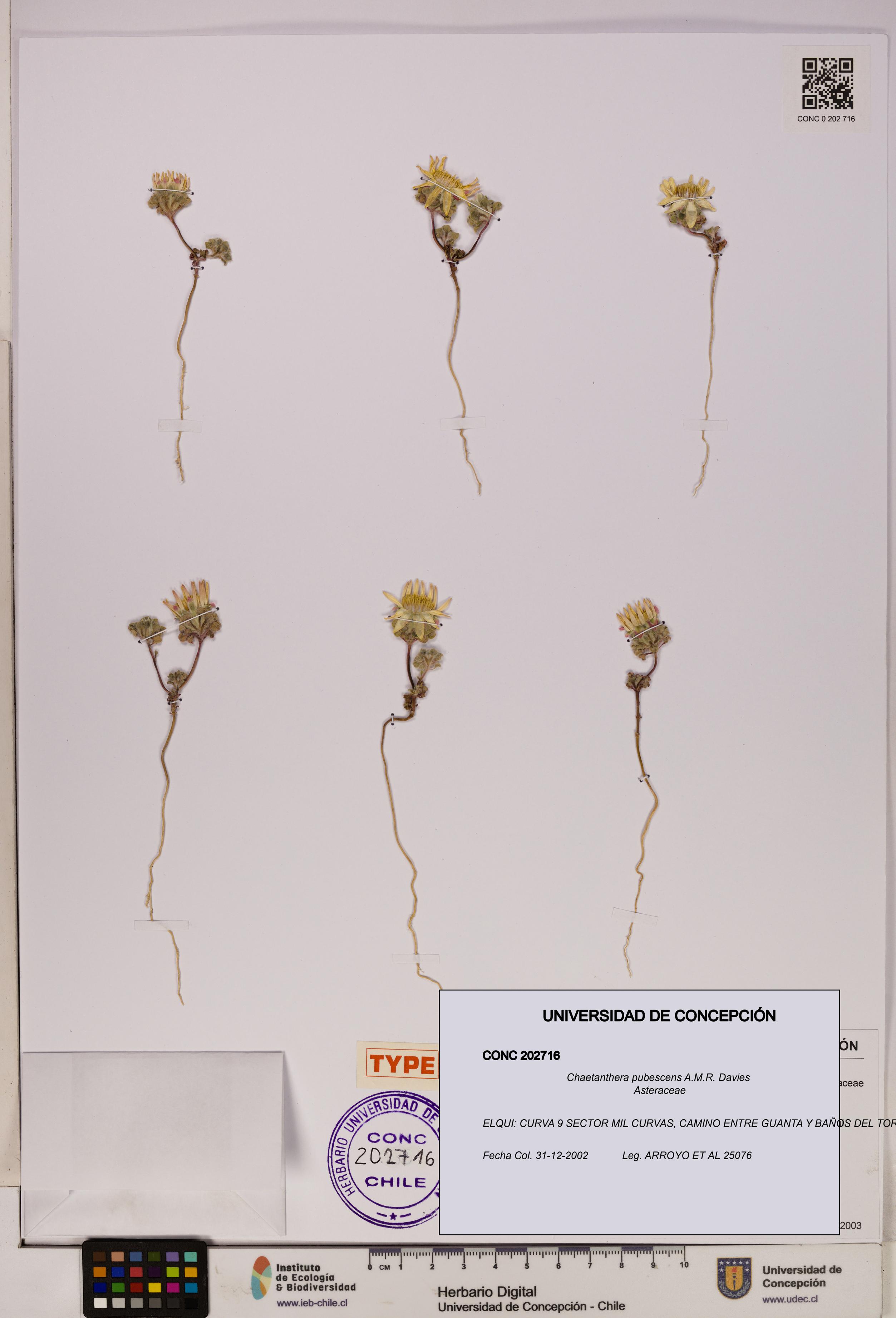 Chaetanthera pubescens [Espécimen: UDEC:CONC:0202716]