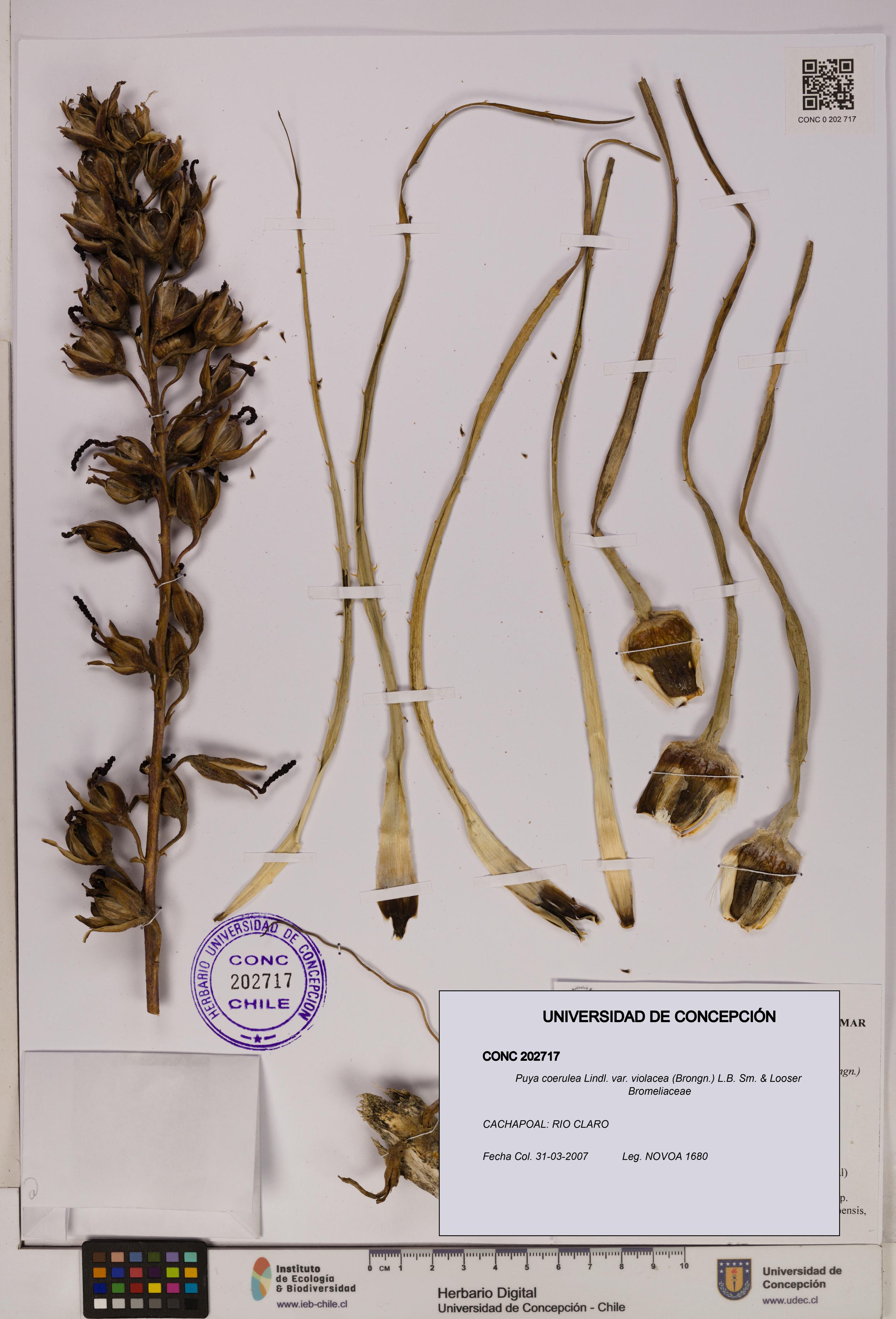 Puya coerulea var. violacea [Espécimen: UDEC:CONC:0202717]