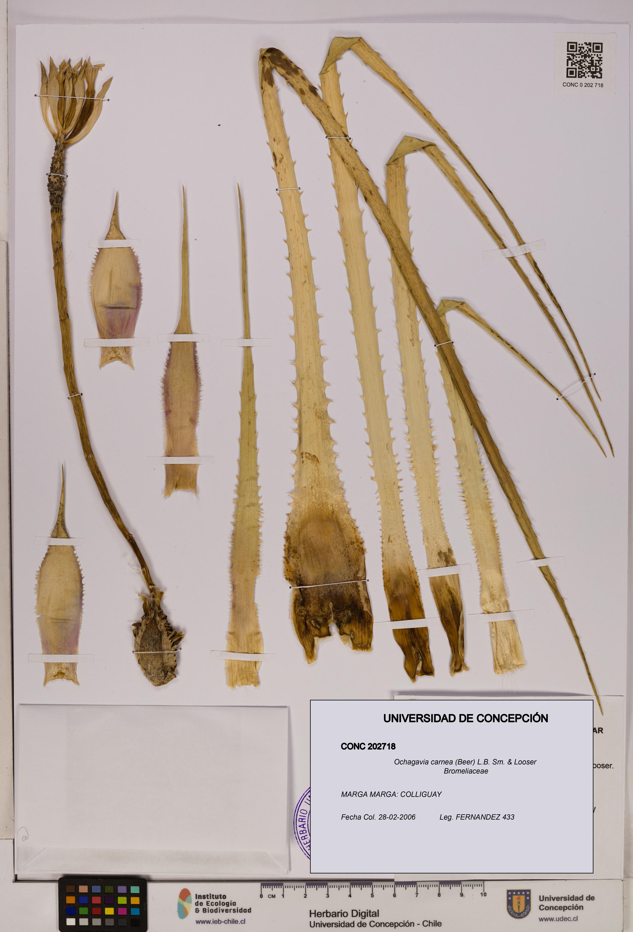 Ochagavia carnea [Espécimen: UDEC:CONC:0202718]