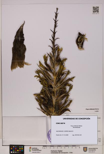 Puya chilensis [Espécimen: UDEC:CONC:0202719]