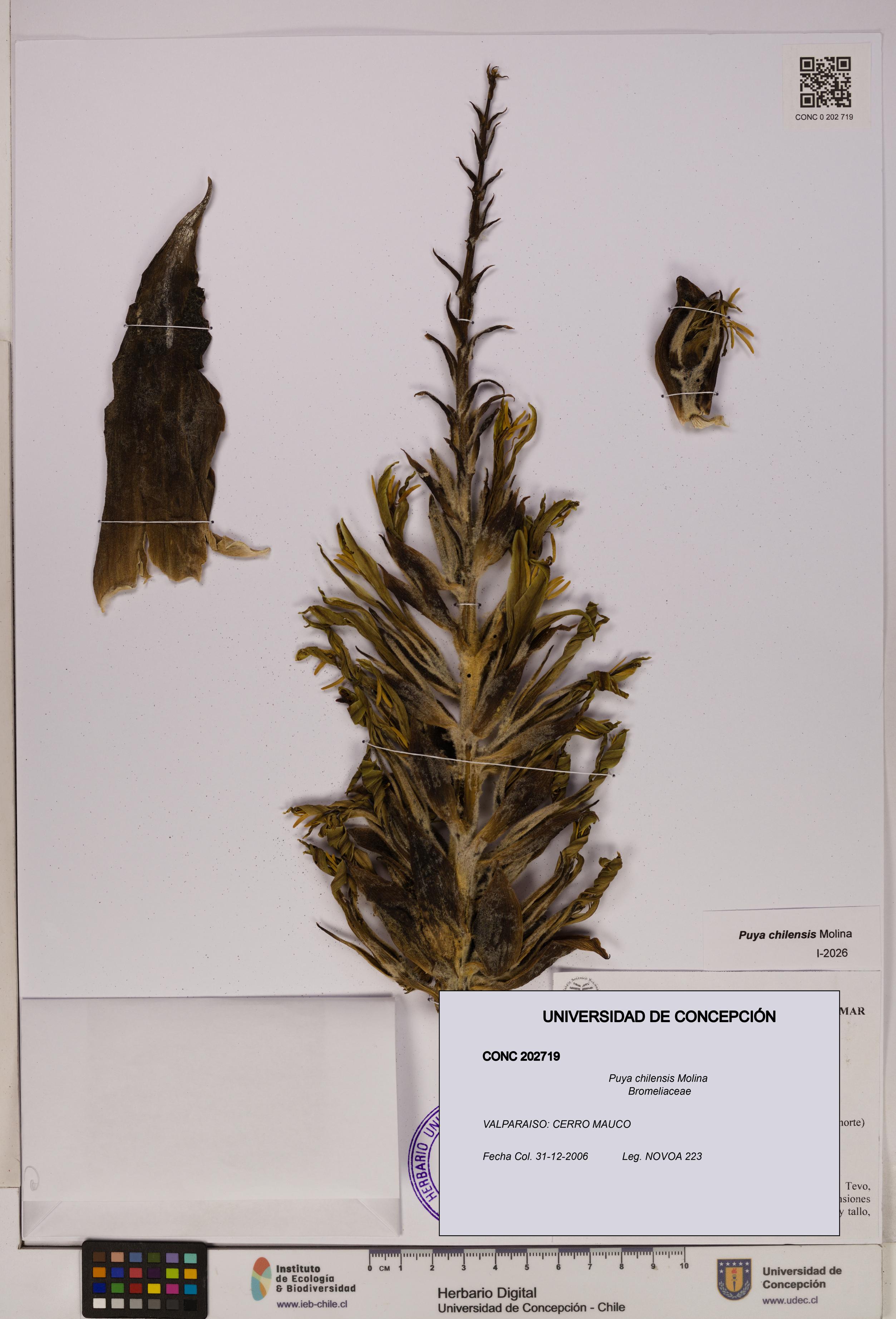 Puya chilensis [Espécimen: UDEC:CONC:0202719]
