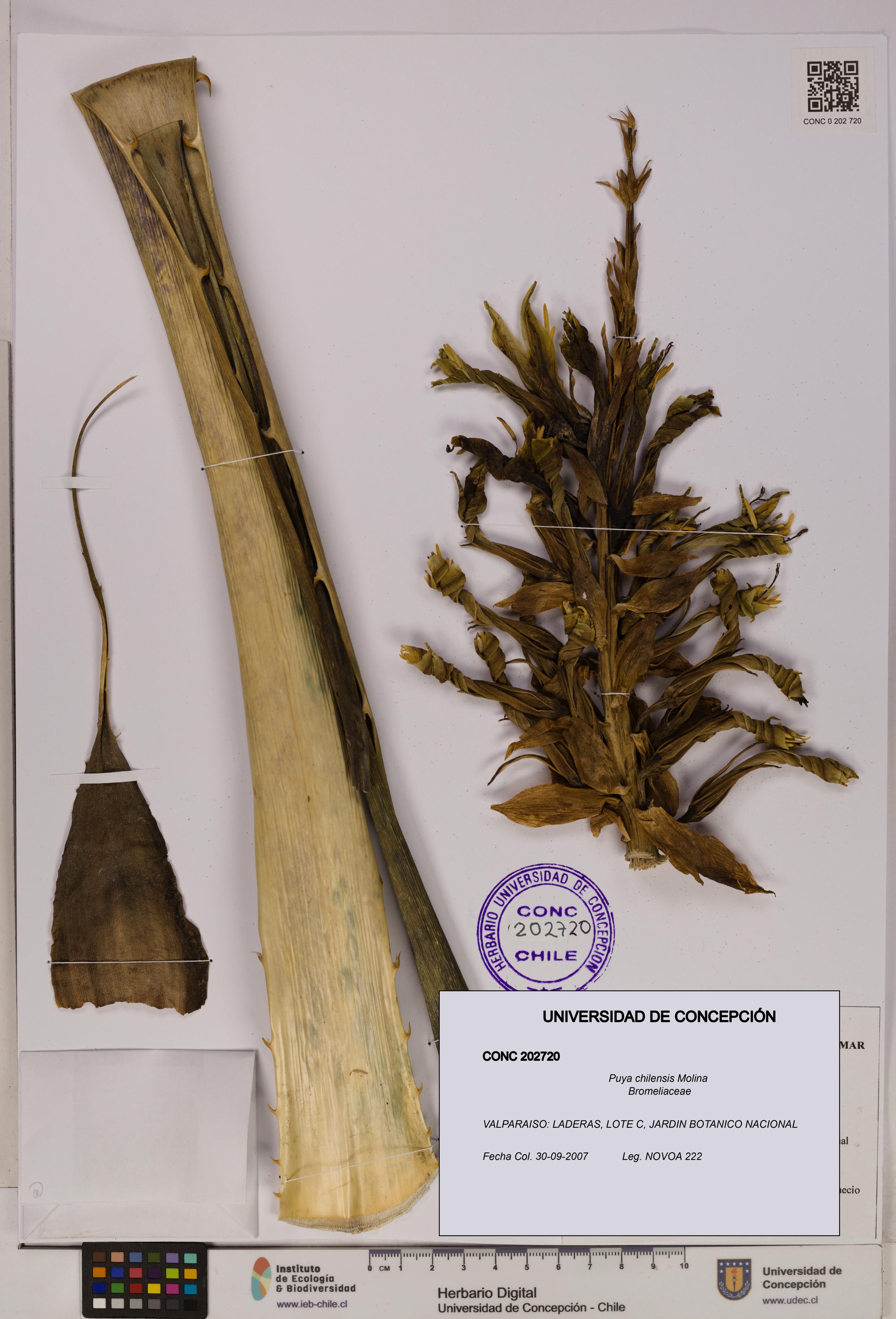 Puya chilensis [Espécimen: UDEC:CONC:0202720]