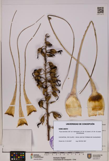 Puya coerulea var. intermedia [Espécimen: UDEC:CONC:0202721]