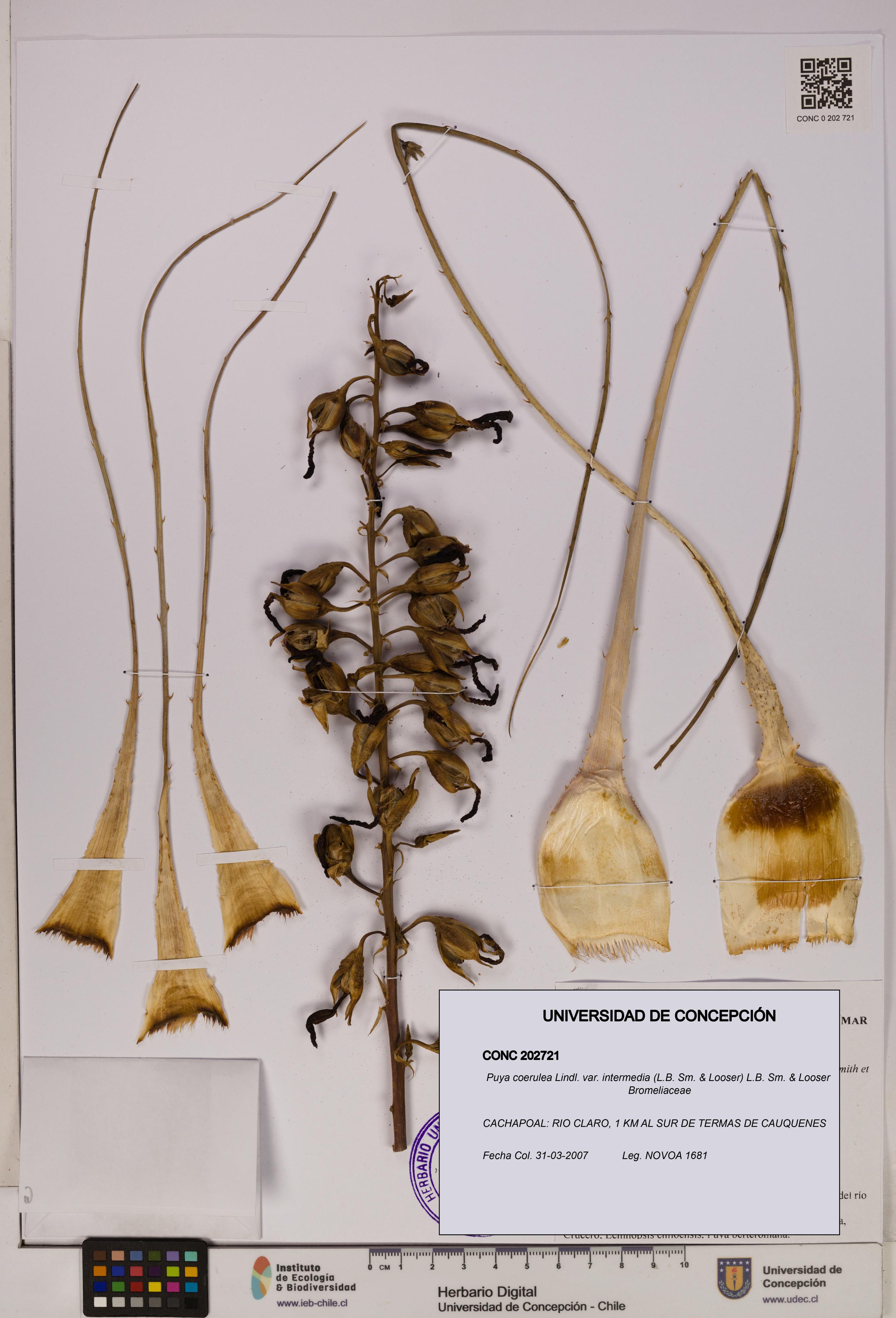 Puya coerulea var. intermedia [Espécimen: UDEC:CONC:0202721]