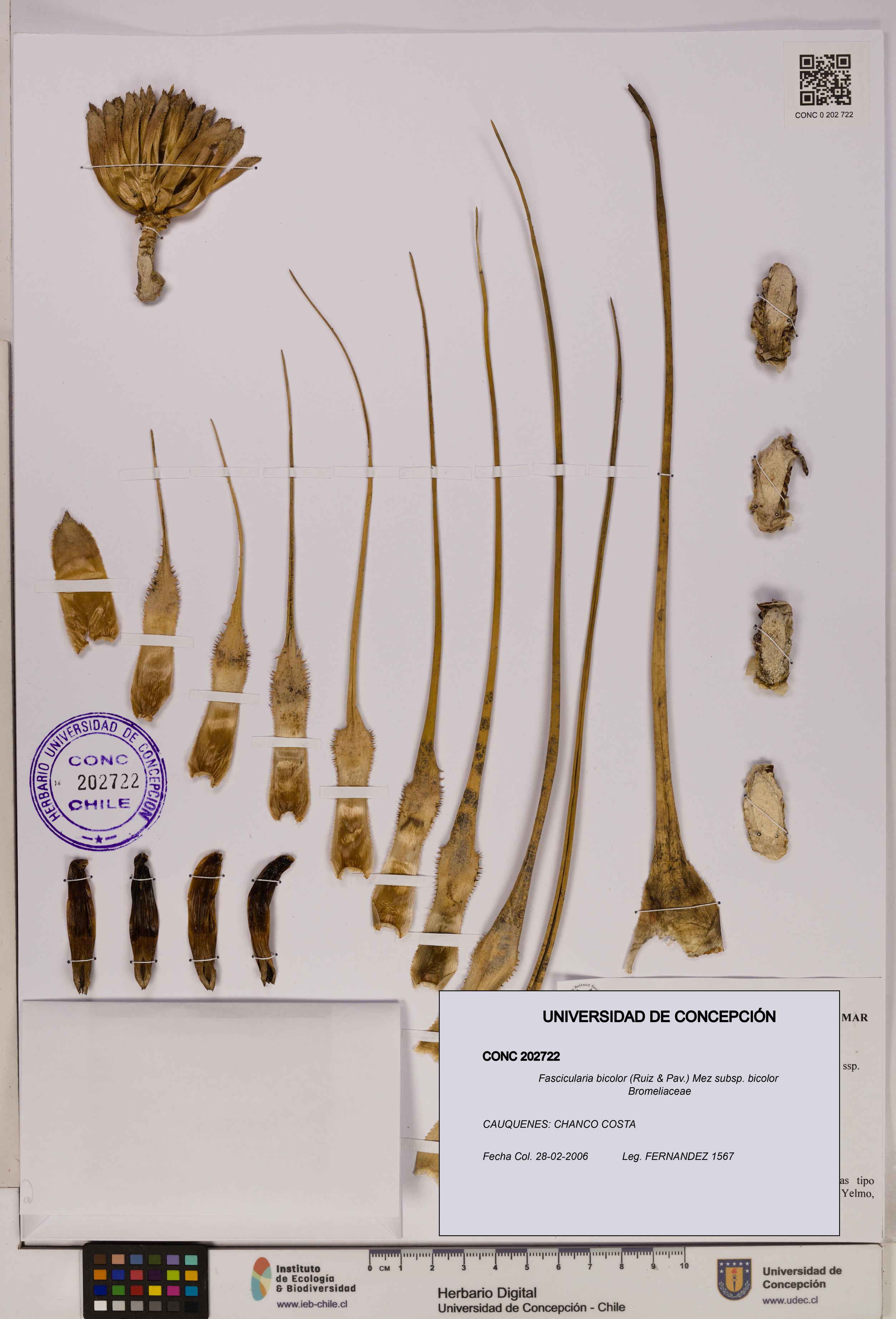 Fascicularia bicolor subsp. bicolor [Espécimen: UDEC:CONC:0202722]