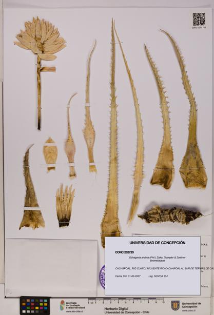 Ochagavia andina [Espécimen: UDEC:CONC:0202723]