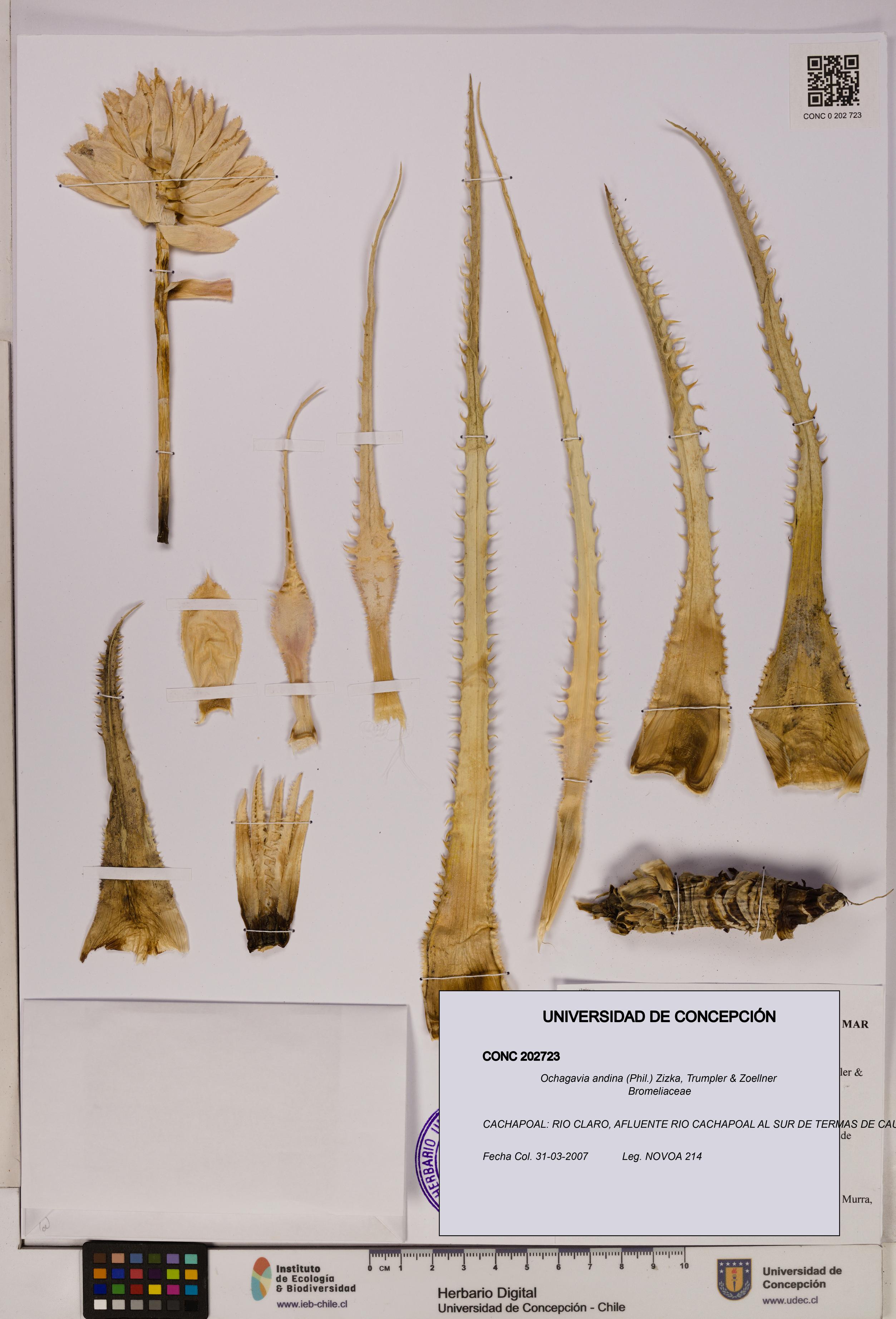 Ochagavia andina [Espécimen: UDEC:CONC:0202723]