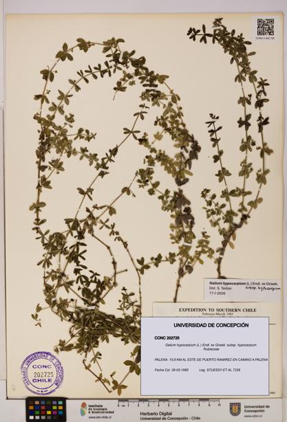 Galium hypocarpium subsp. hypocarpium [Espécimen: UDEC:CONC:0202725]