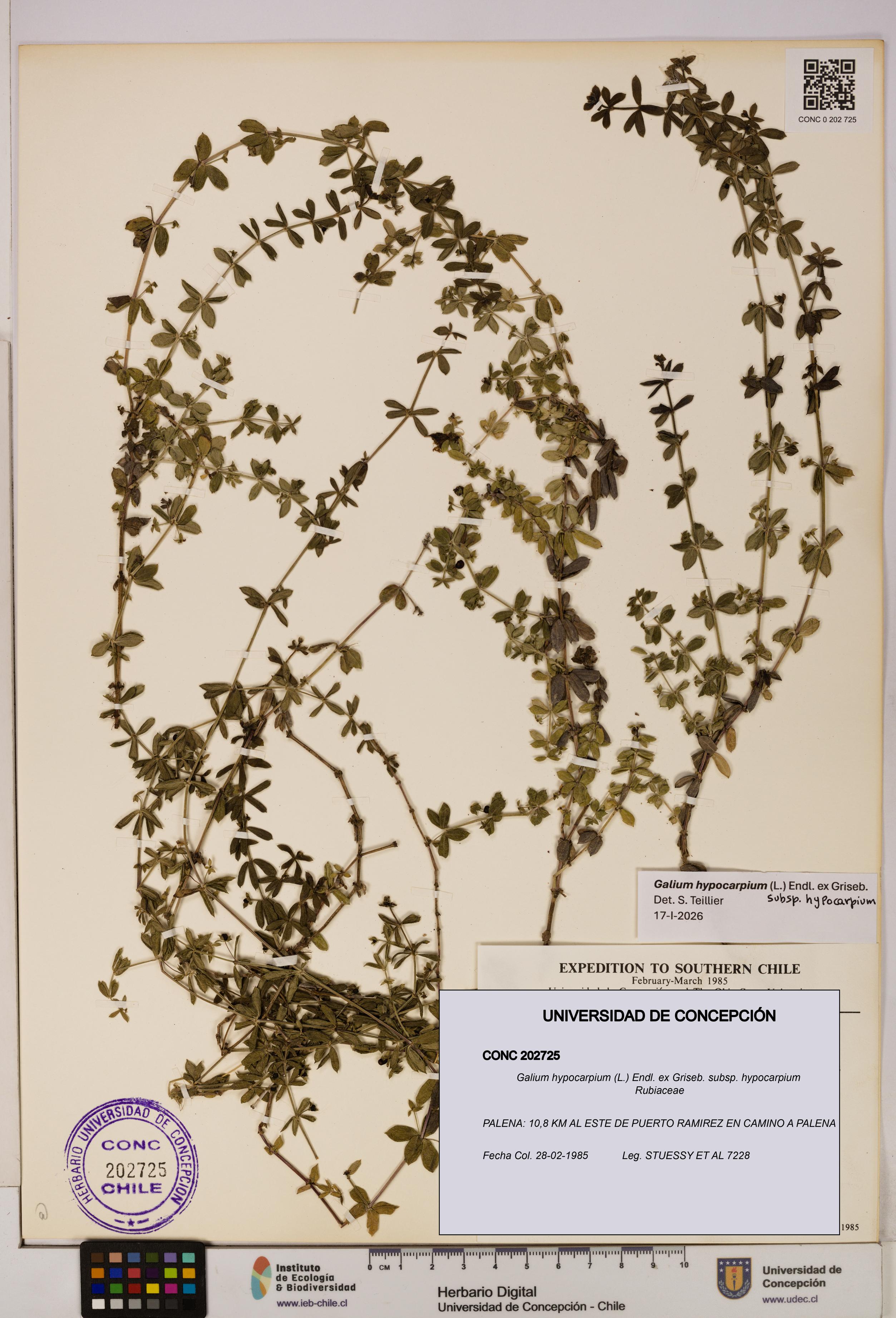 Galium hypocarpium subsp. hypocarpium [Espécimen: UDEC:CONC:0202725]