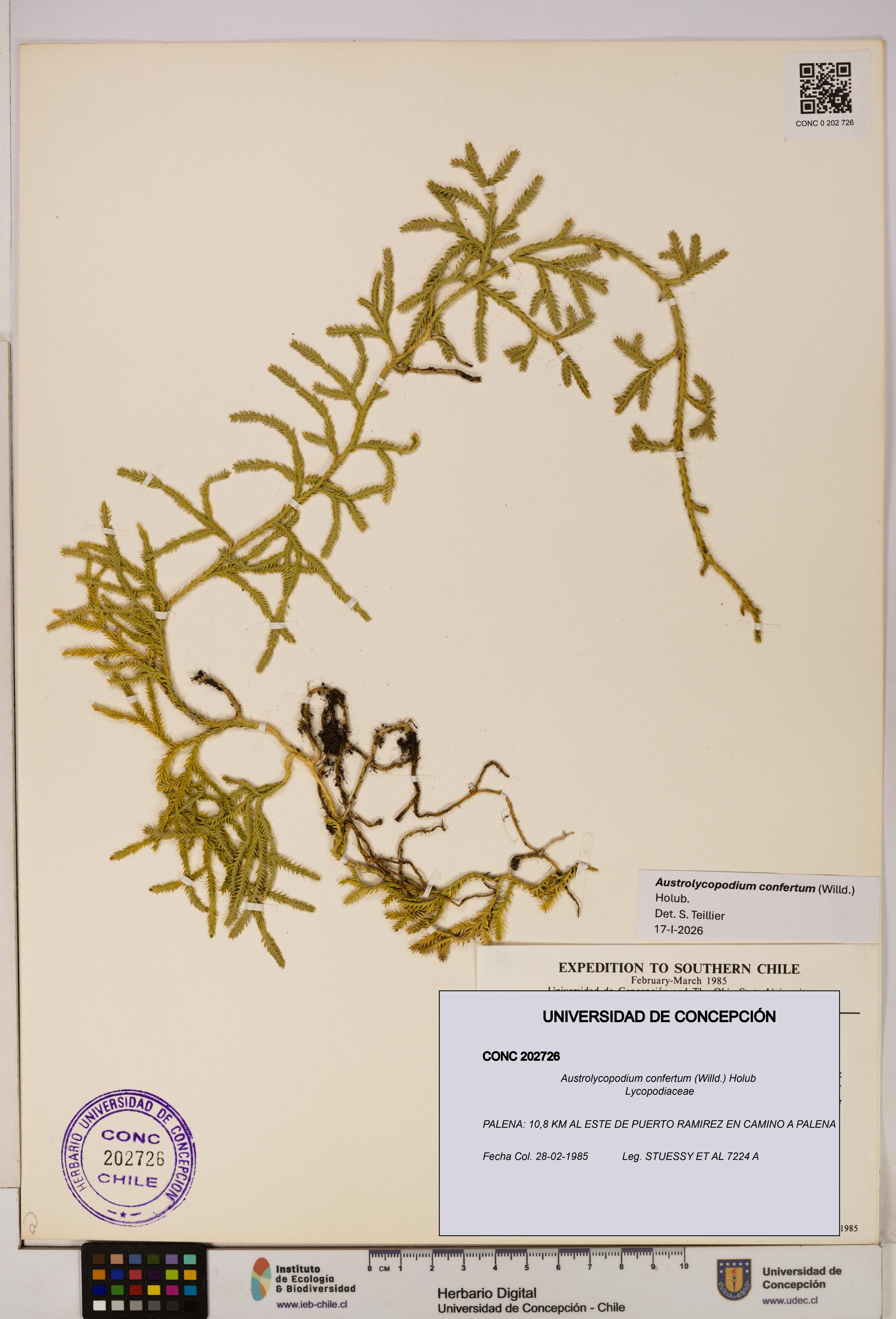 Austrolycopodium confertum [Espécimen: UDEC:CONC:0202726]