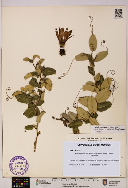 Mutisia spinosa var. pulchella [Espécimen: UDEC:CONC:0202727]