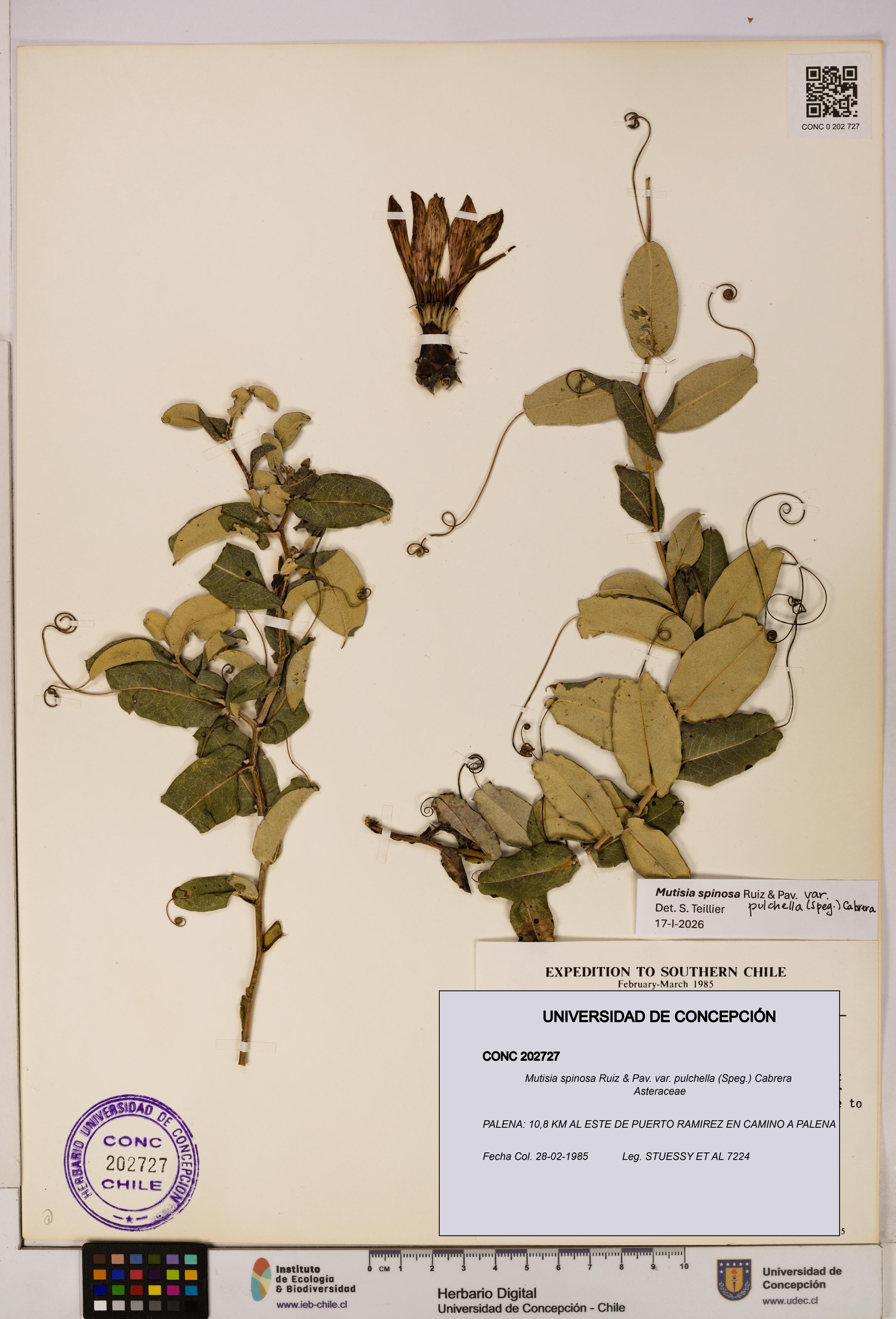 Mutisia spinosa var. pulchella [Espécimen: UDEC:CONC:0202727]