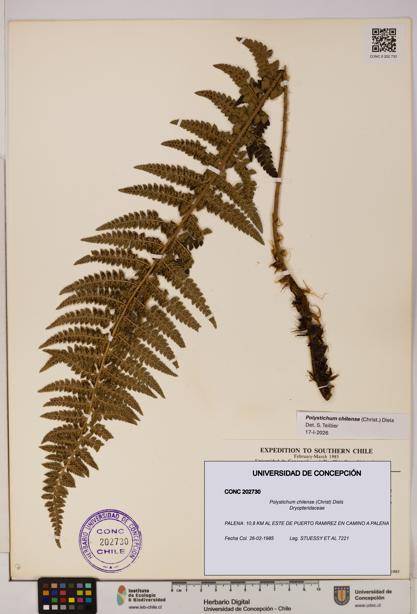 Polystichum chilense [Espécimen: UDEC:CONC:0202730]