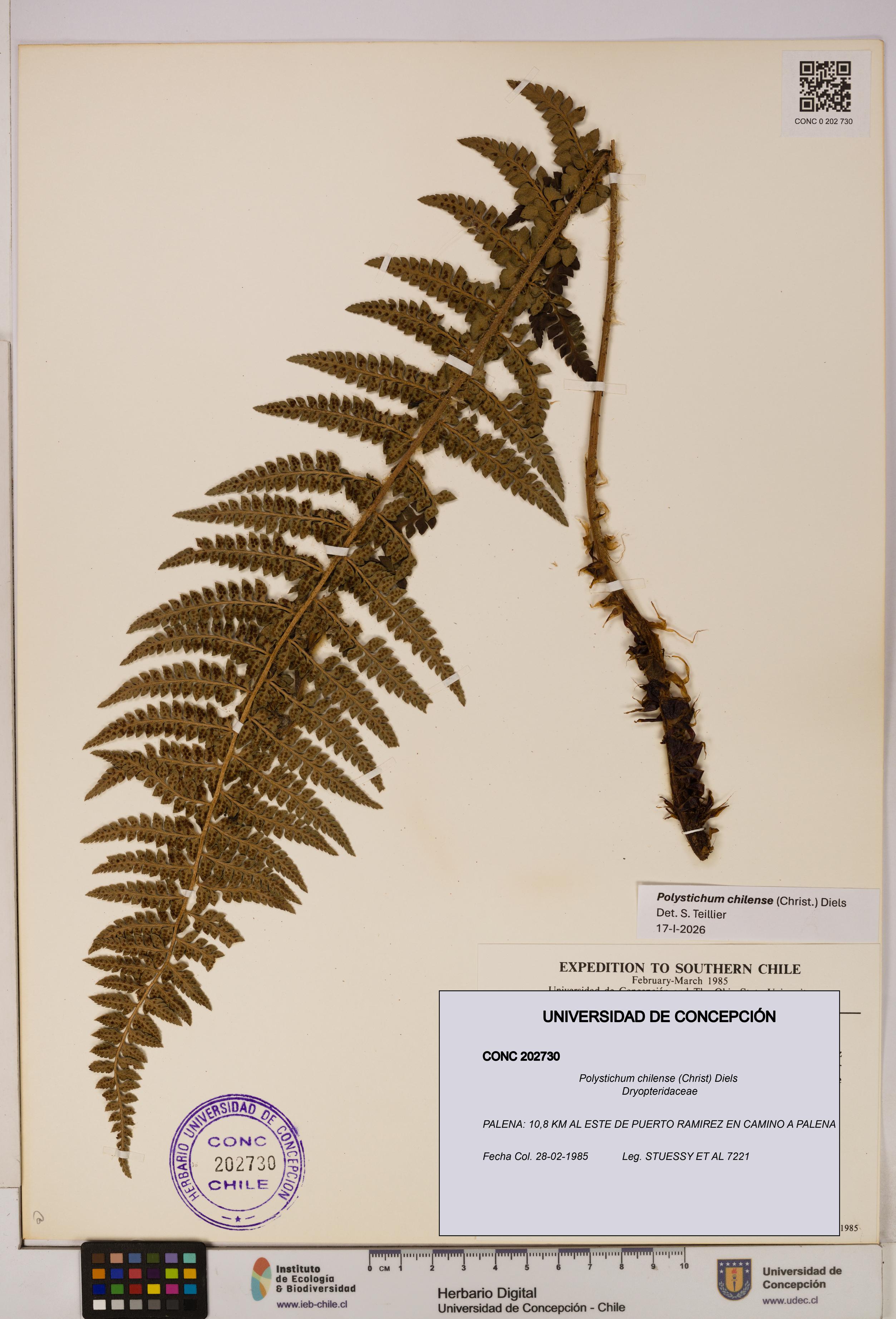 Polystichum chilense [Espécimen: UDEC:CONC:0202730]