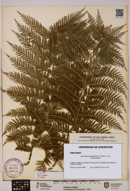 Lophosoria quadripinnata [Espécimen: UDEC:CONC:0202731]
