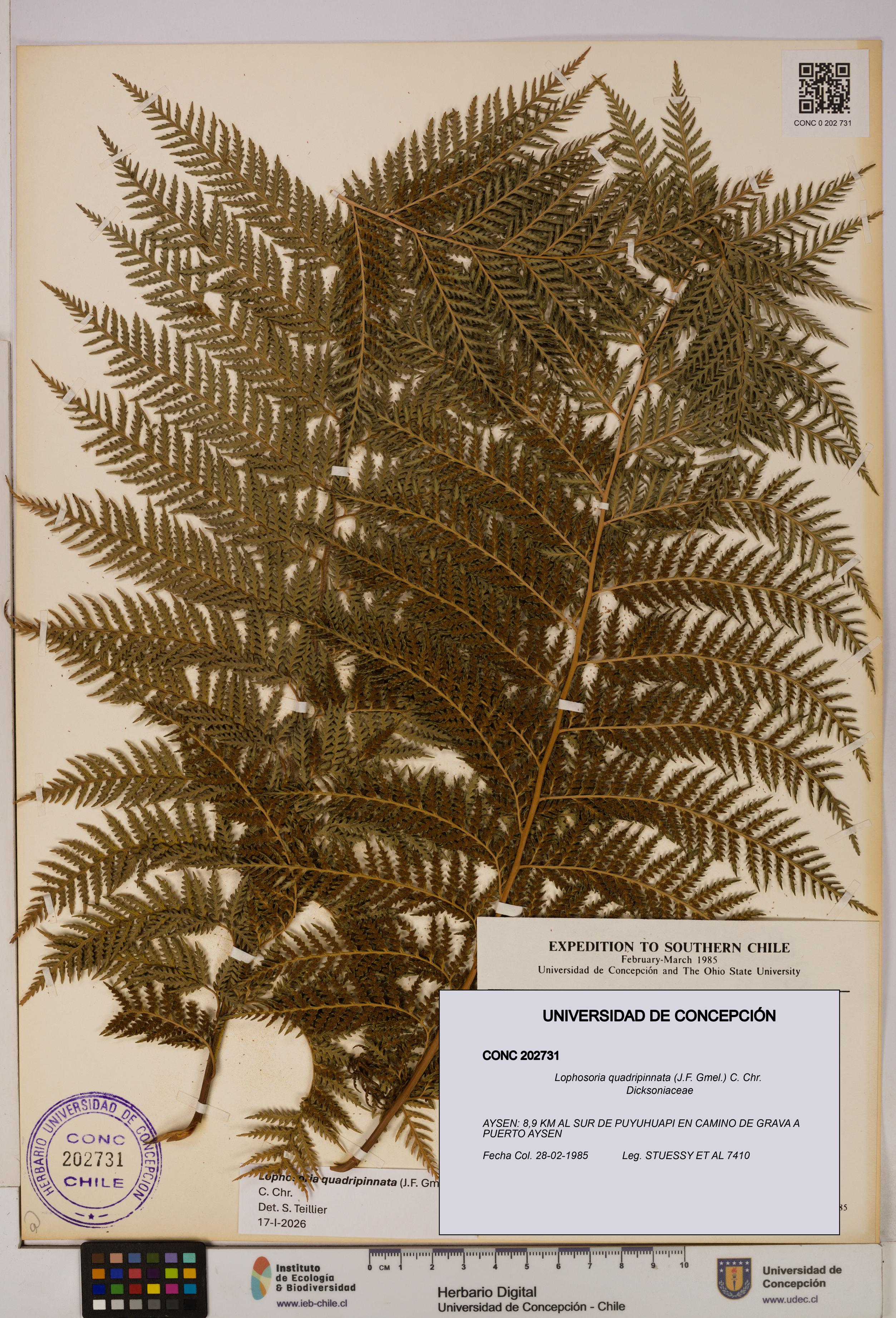 Lophosoria quadripinnata [Espécimen: UDEC:CONC:0202731]