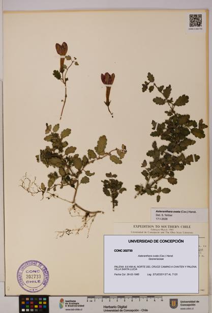 Asteranthera ovata [Espécimen: UDEC:CONC:0202733]