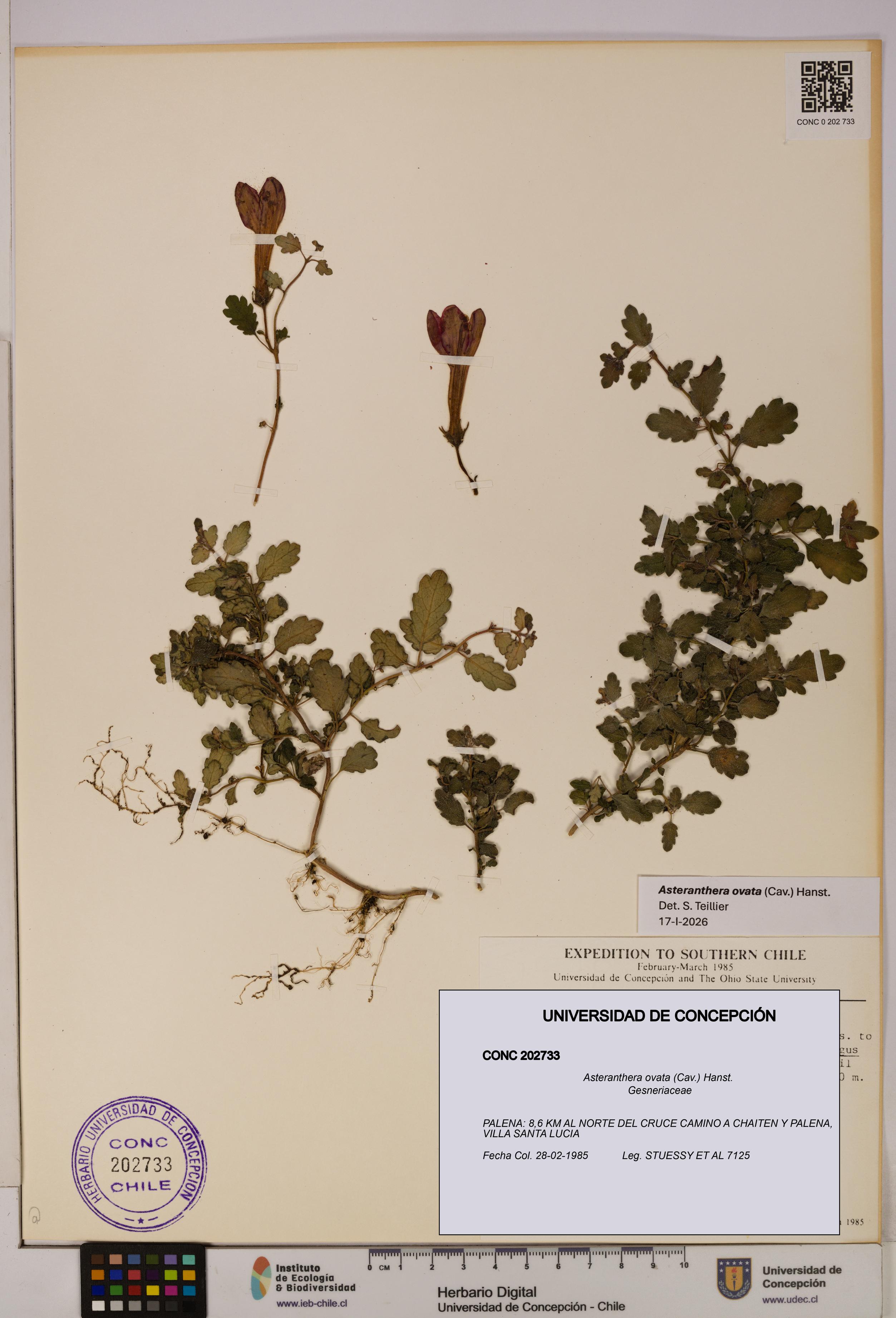 Asteranthera ovata [Espécimen: UDEC:CONC:0202733]