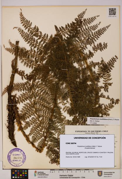 Polystichum multifidum [Espécimen: UDEC:CONC:0202734]
