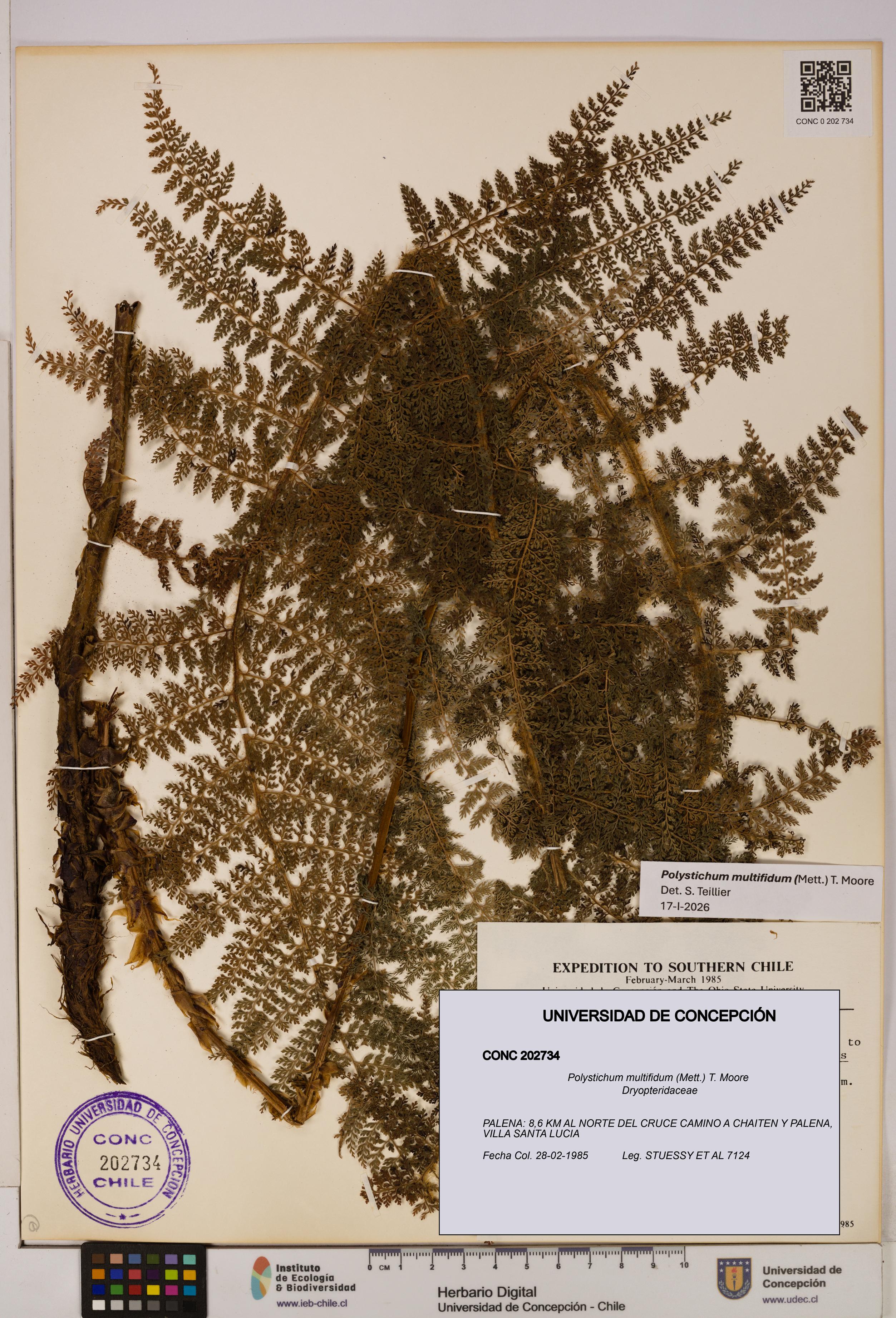 Polystichum multifidum [Espécimen: UDEC:CONC:0202734]