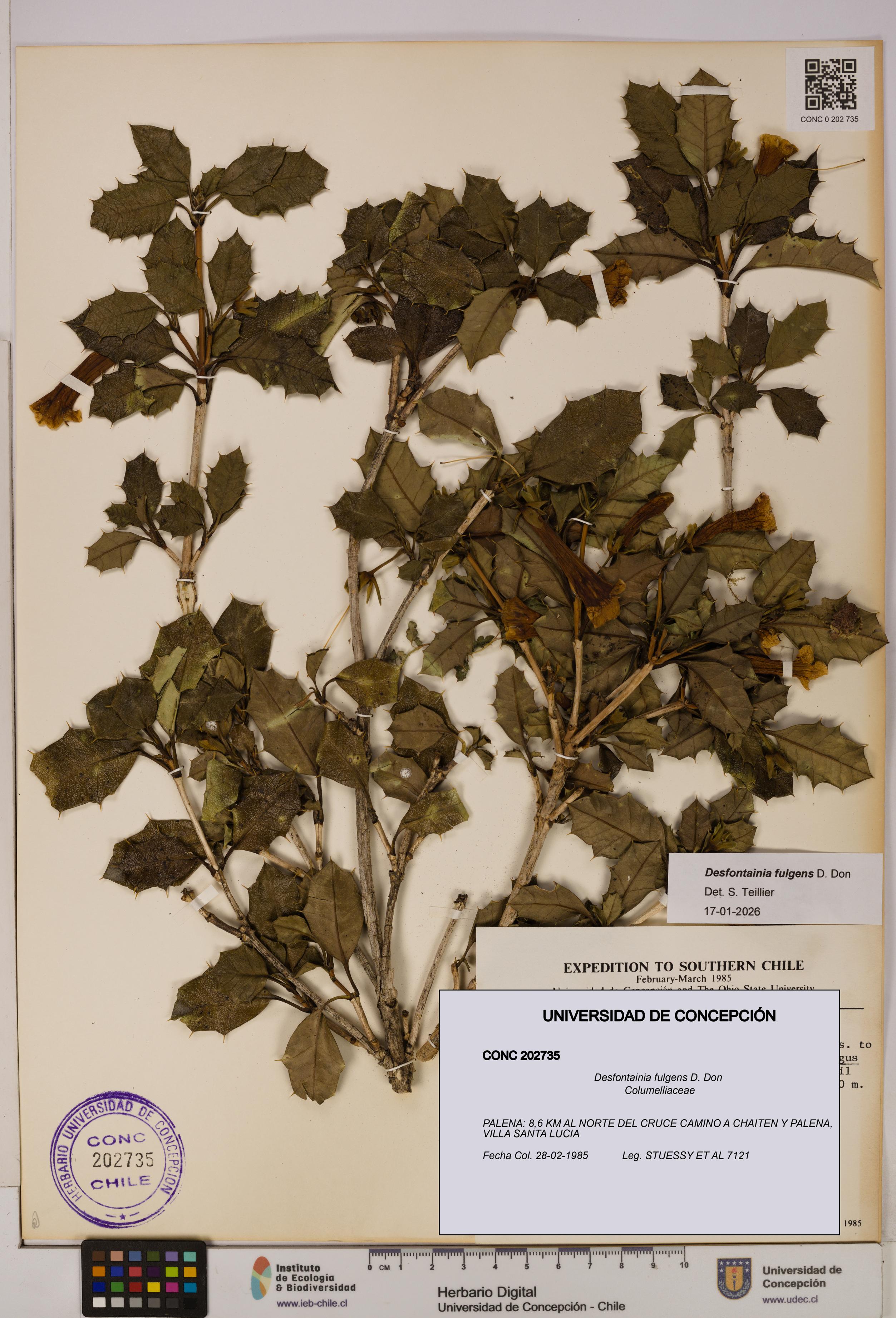 Desfontainia fulgens [Espécimen: ]