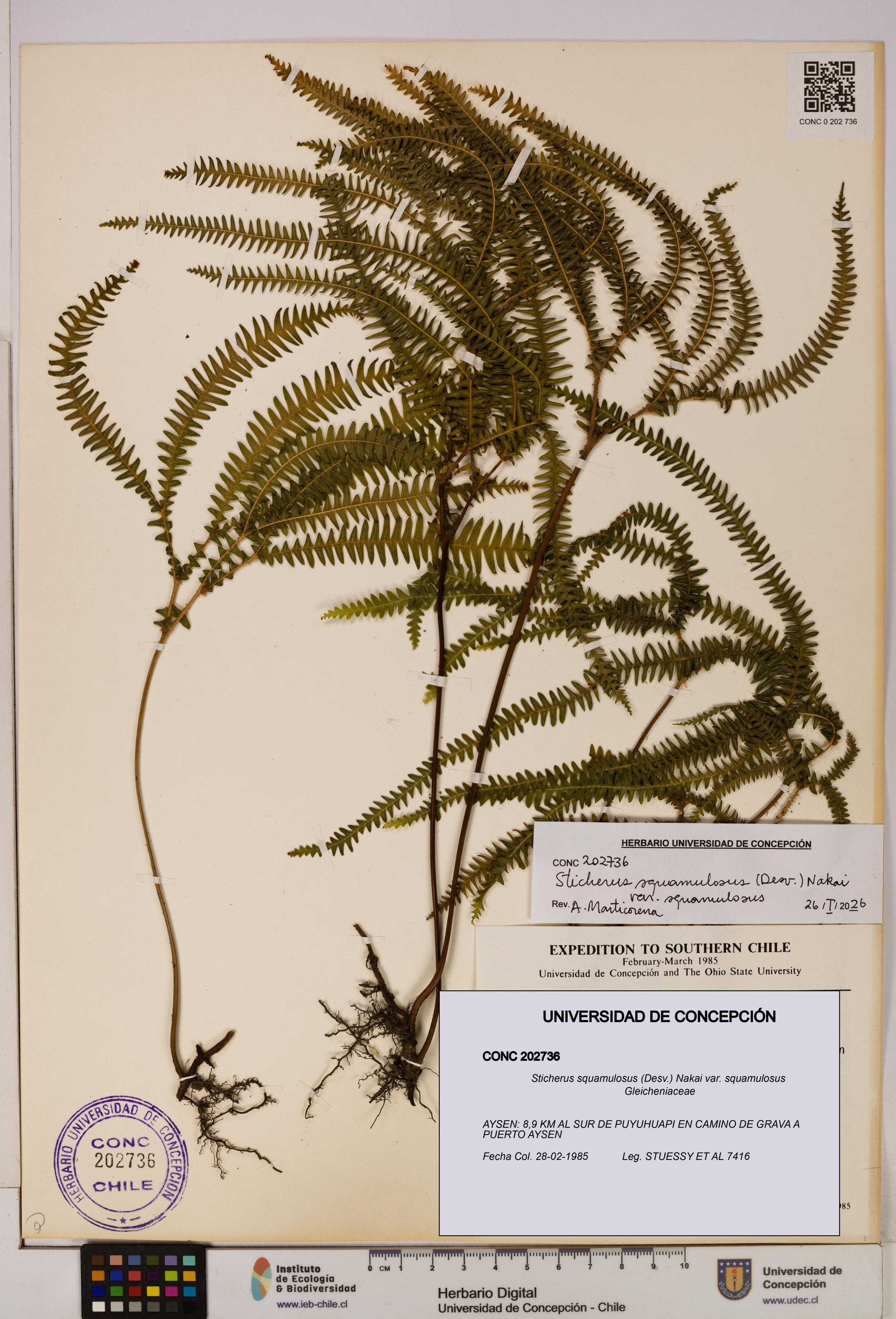 Sticherus squamulosus [Espécimen: UDEC:CONC:0202736]