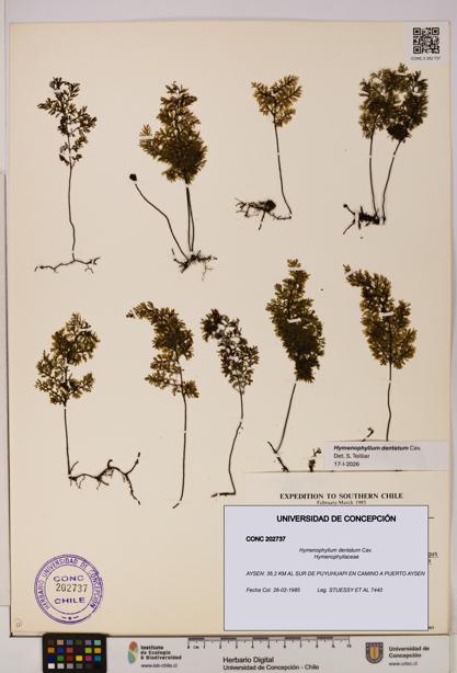 Hymenophyllum dentatum [Espécimen: UDEC:CONC:0202737]