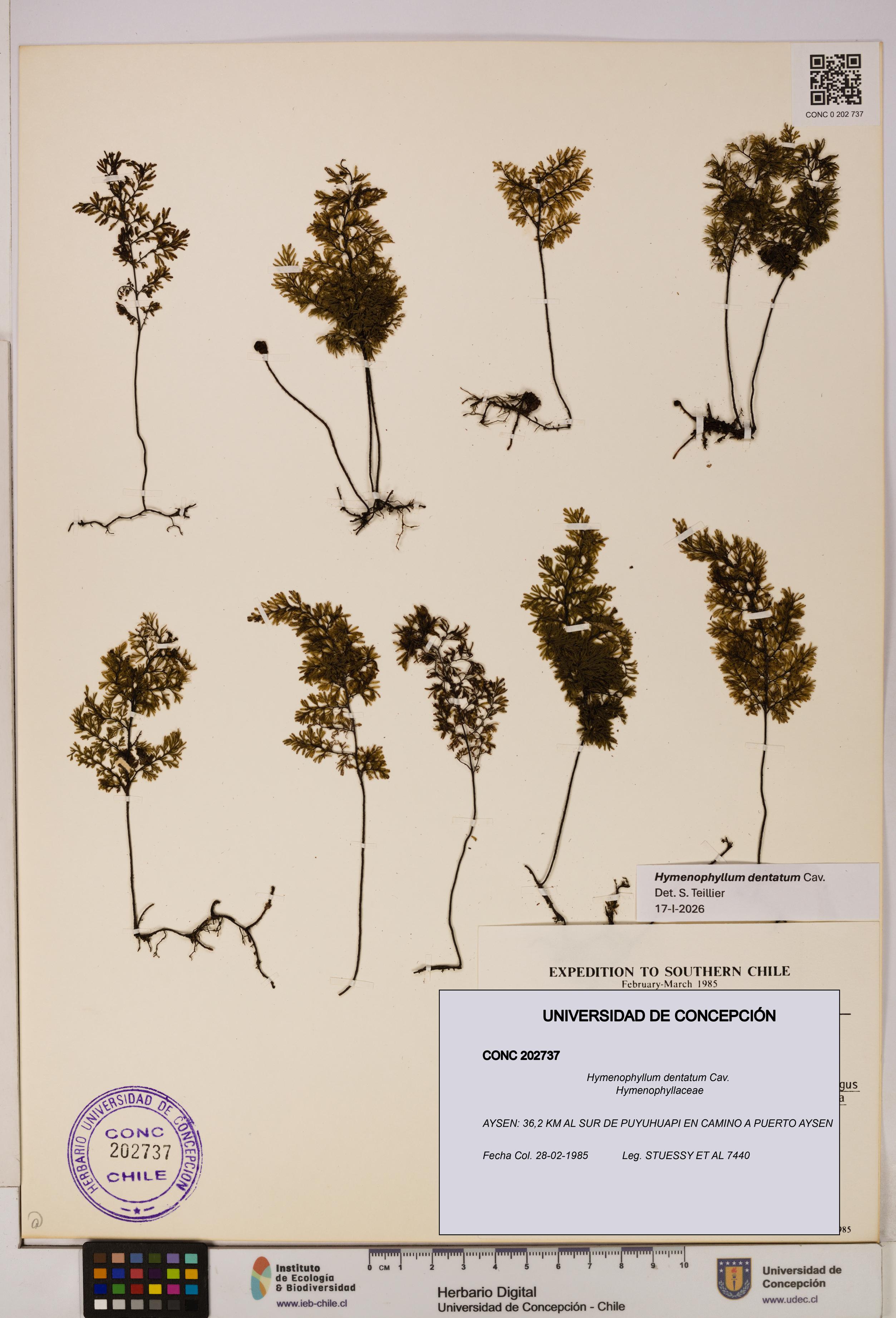 Hymenophyllum dentatum [Espécimen: UDEC:CONC:0202737]