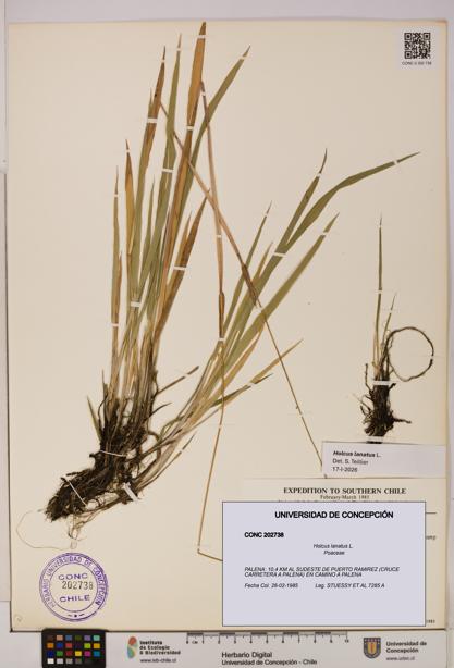 Holcus lanatus [Espécimen: UDEC:CONC:0202738]