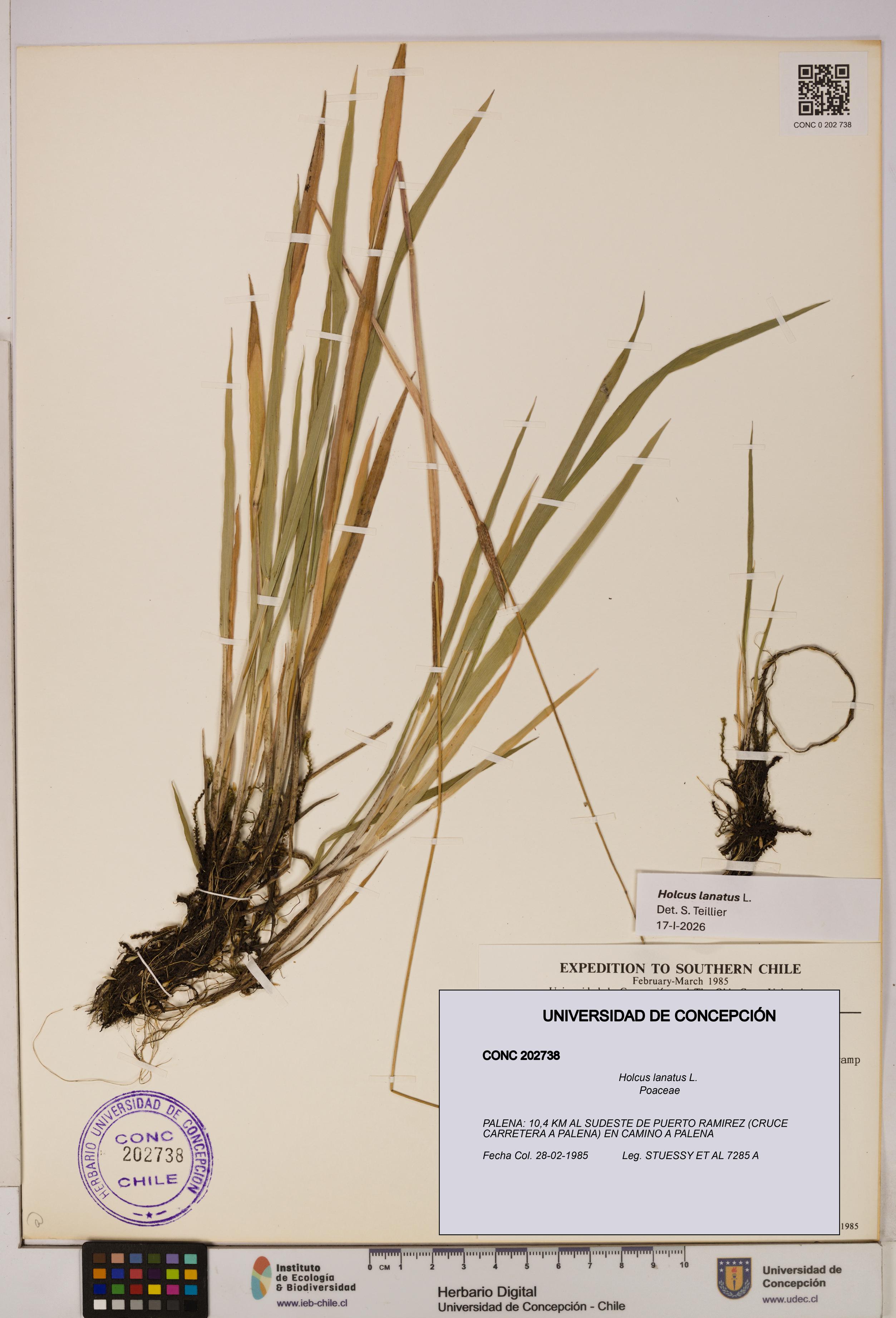 Holcus lanatus [Espécimen: UDEC:CONC:0202738]