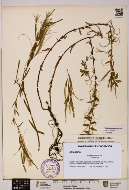 Epilobium ciliatum [Espécimen: UDEC:CONC:0202739]