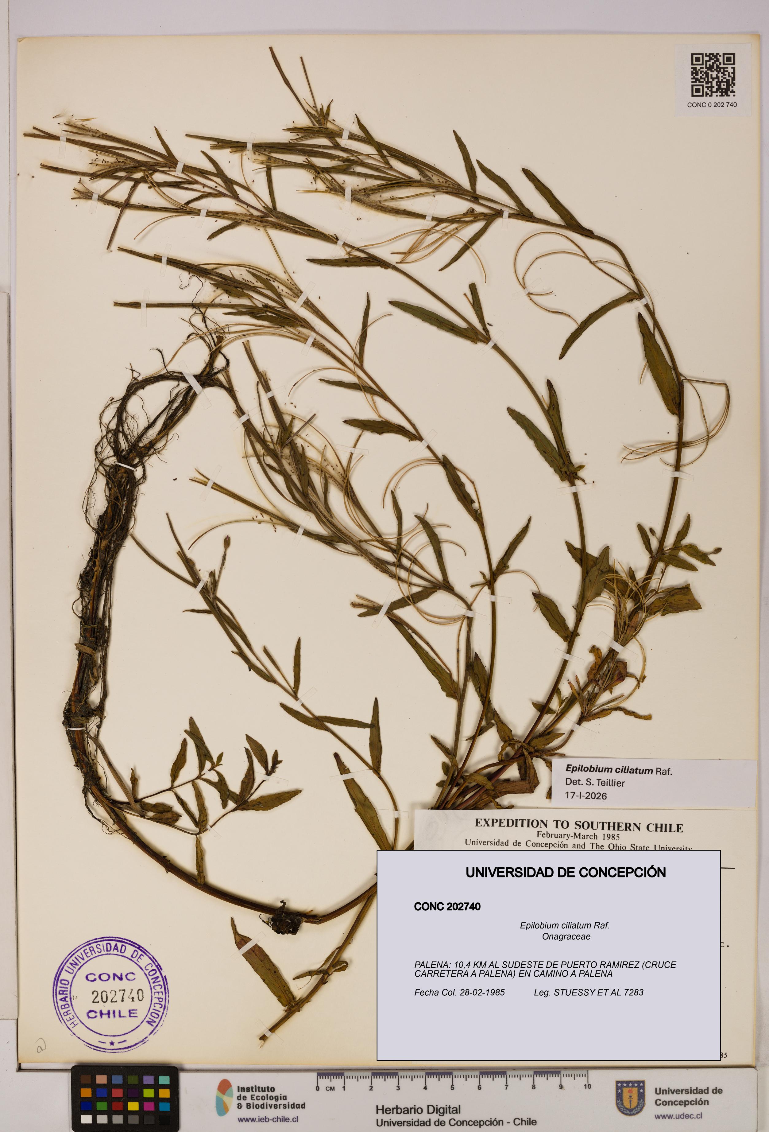 Epilobium ciliatum [Espécimen: UDEC:CONC:0202740]