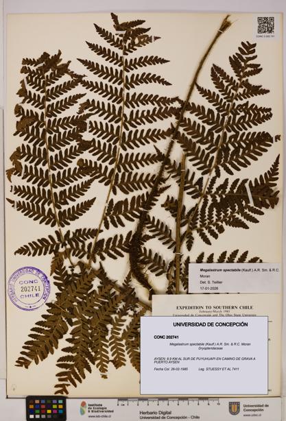 Megalastrum spectabile [Espécimen: UDEC:CONC:0202741]