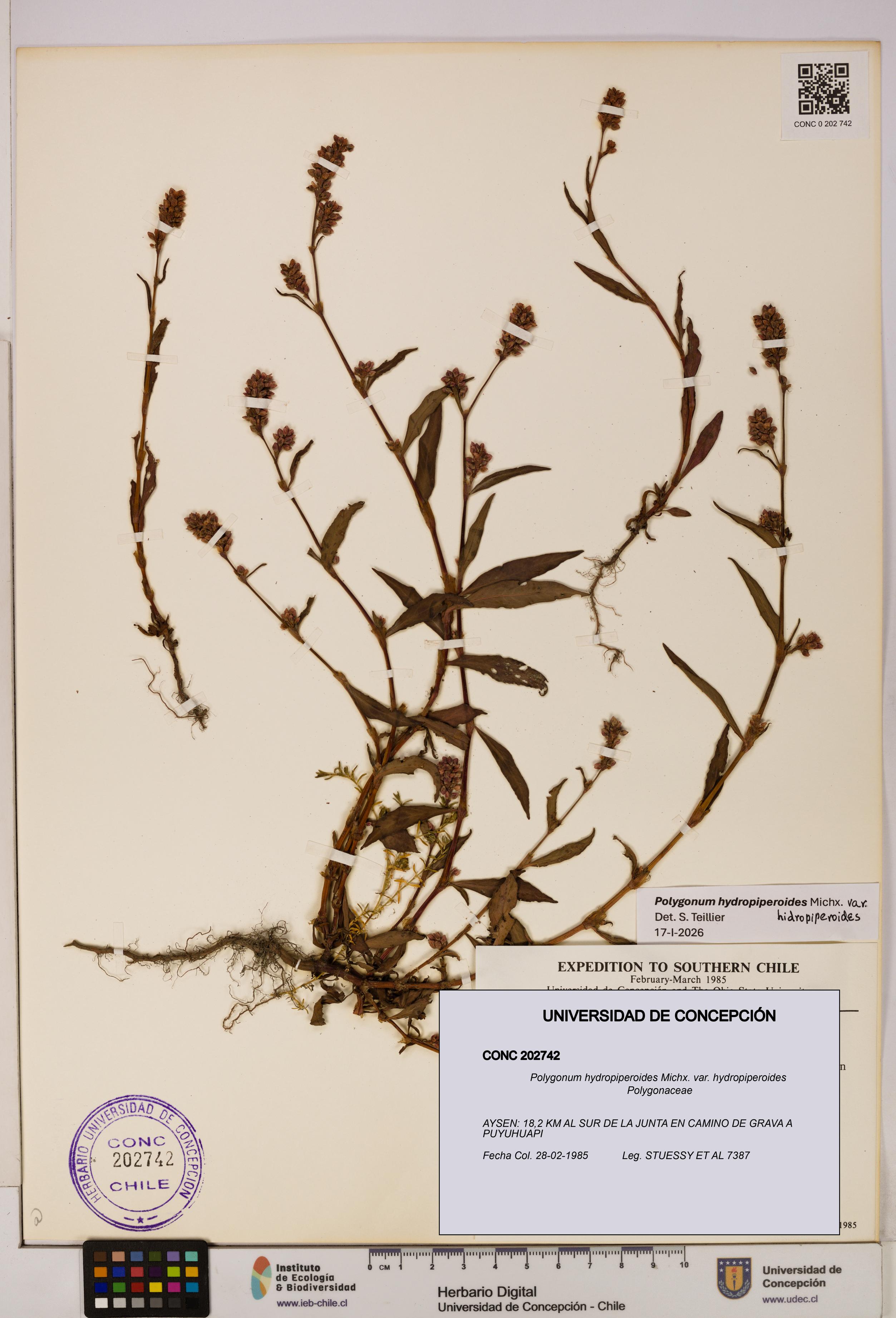 Polygonum hydropiperoides var. hydropiperoides [Espécimen: UDEC:CONC:0202742]