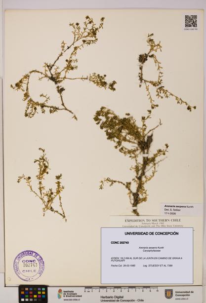 Arenaria serpens [Espécimen: UDEC:CONC:0202743]