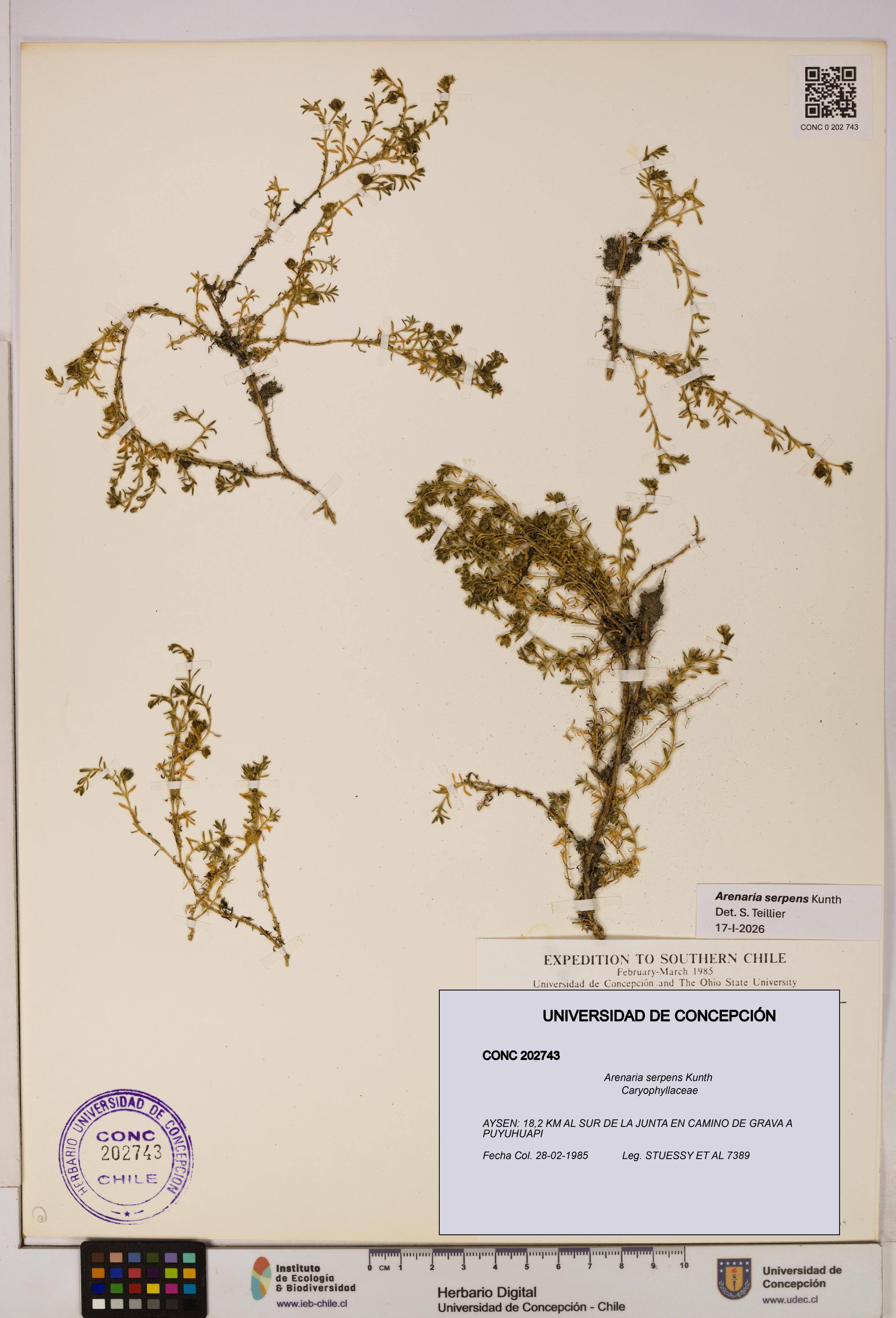 Arenaria serpens [Espécimen: UDEC:CONC:0202743]