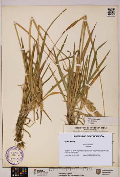 Holcus lanatus [Espécimen: UDEC:CONC:0202745]