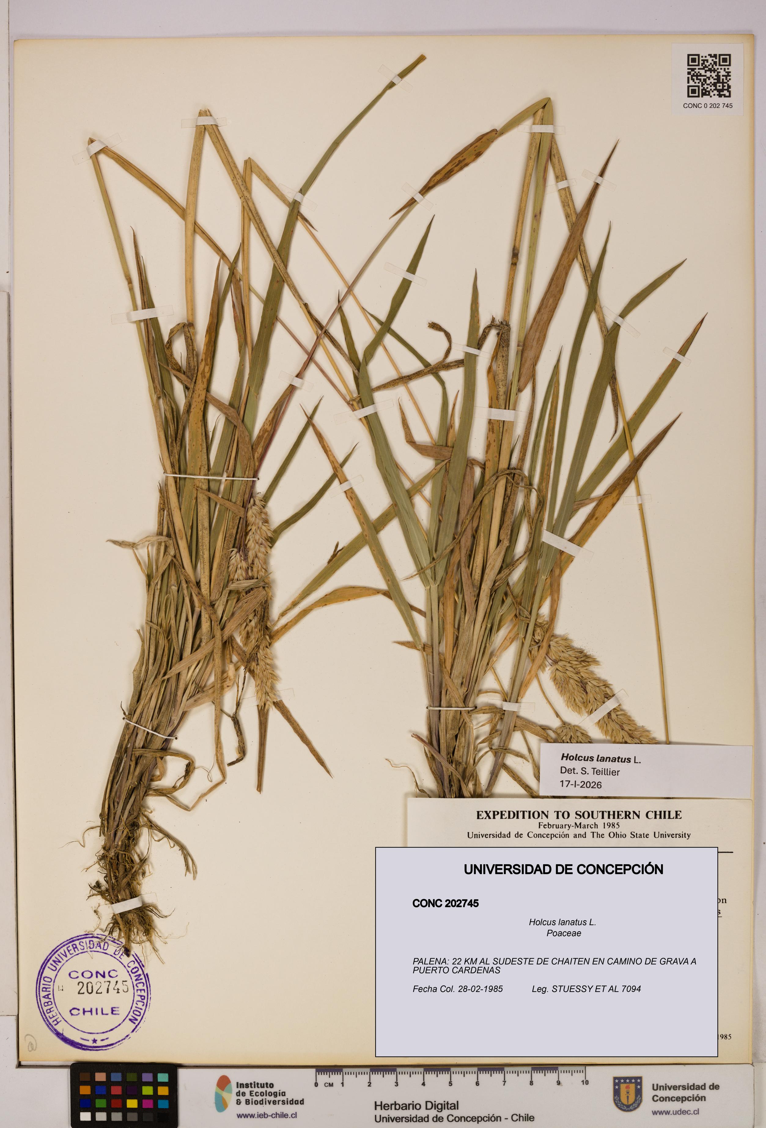 Holcus lanatus [Espécimen: UDEC:CONC:0202745]