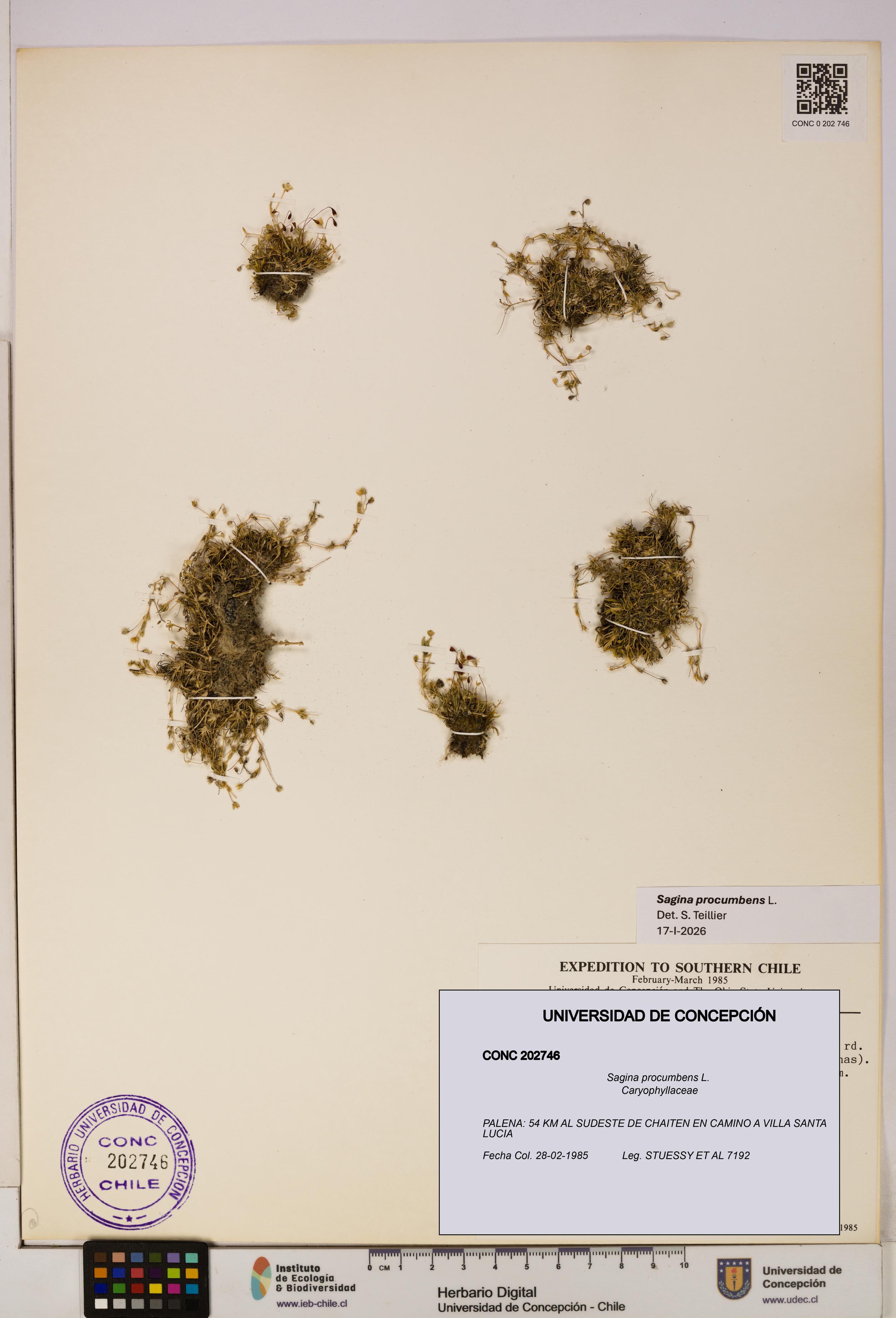 Sagina procumbens [Espécimen: UDEC:CONC:0202746]