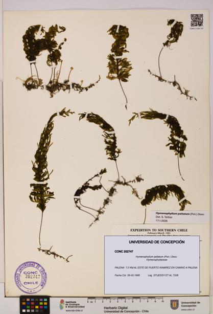 Hymenophyllum peltatum [Espécimen: UDEC:CONC:0202747]